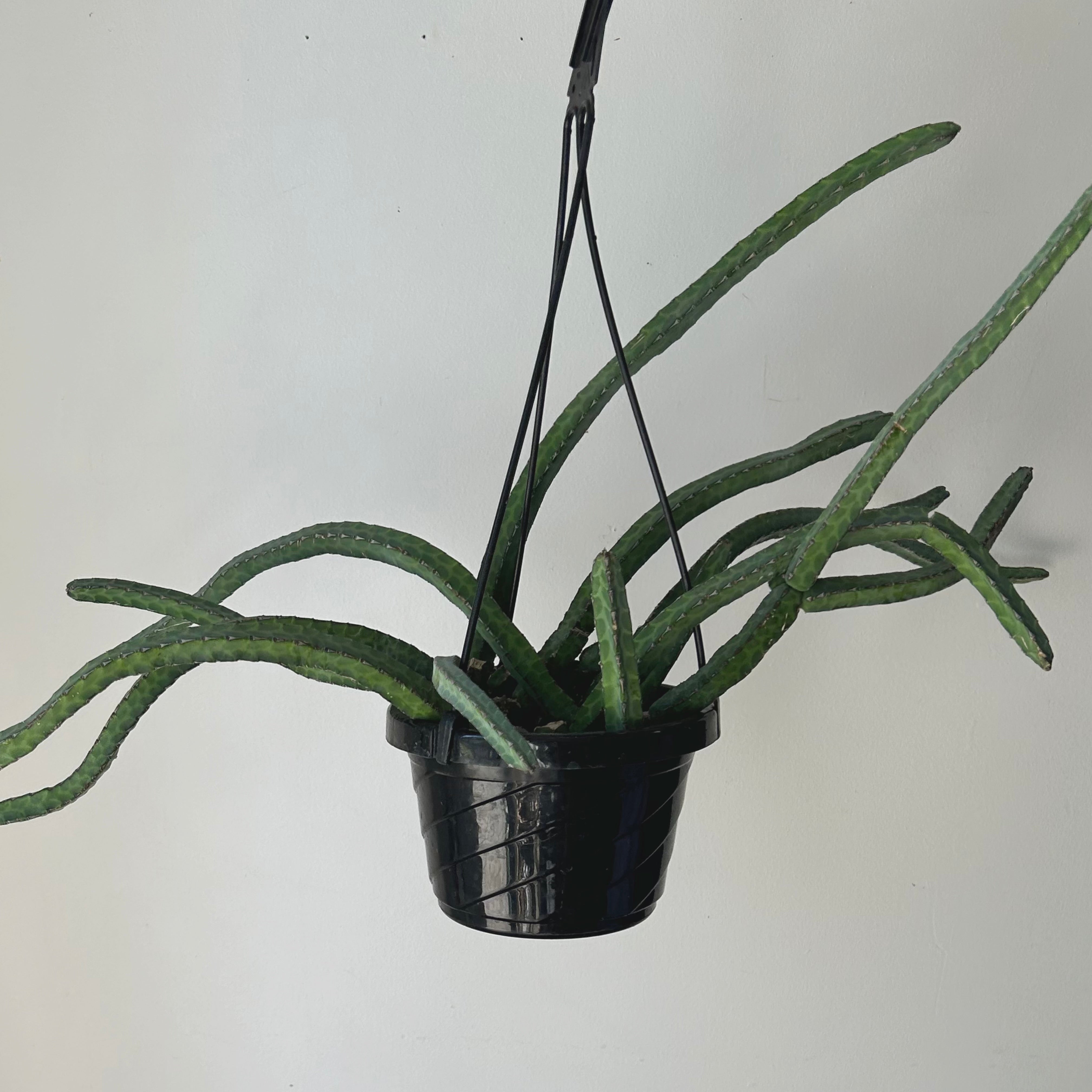 Euphorbia heterochroma 6” hanging basket