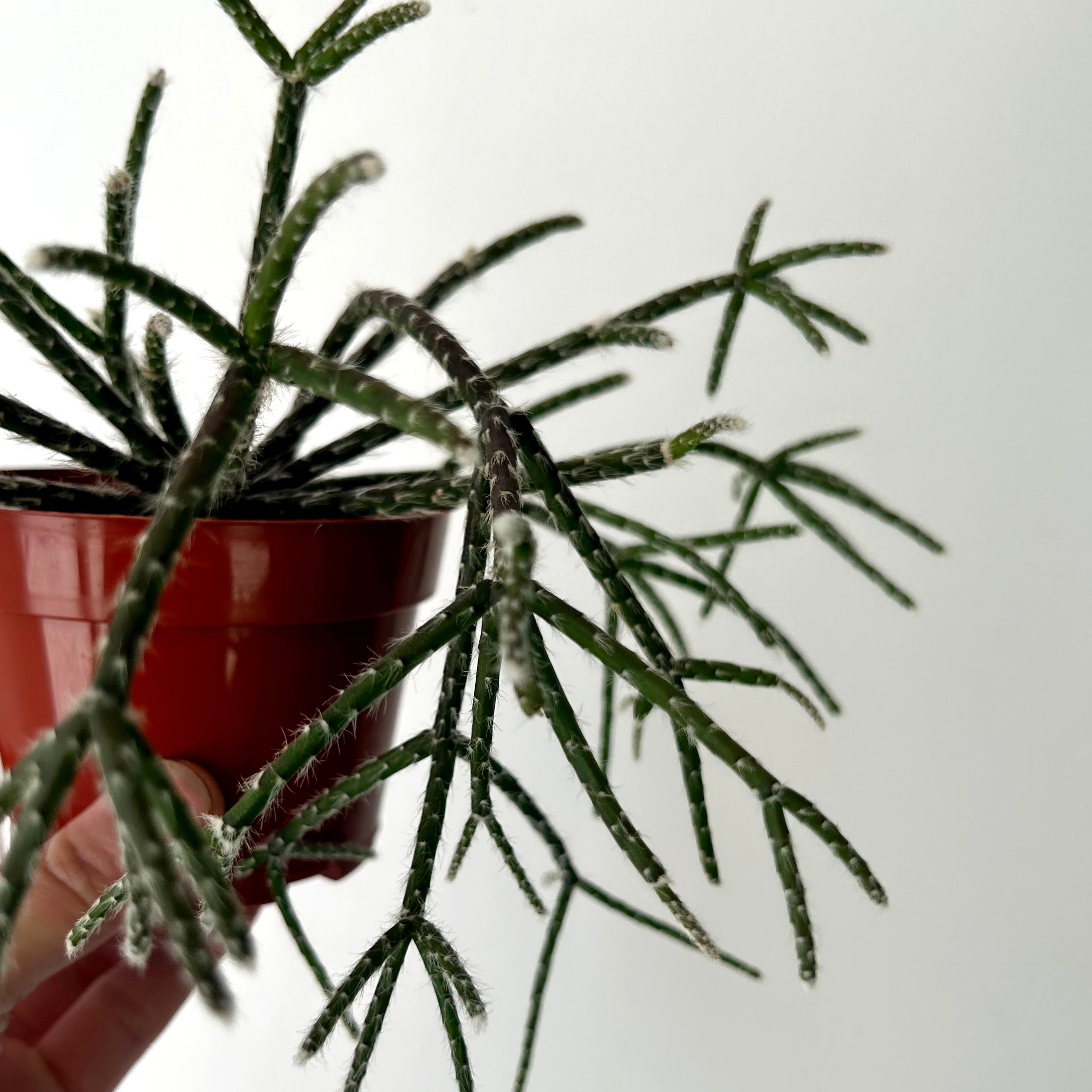 Hairy-Stemmed Rhipsalis (pilocarpa) 4”pot