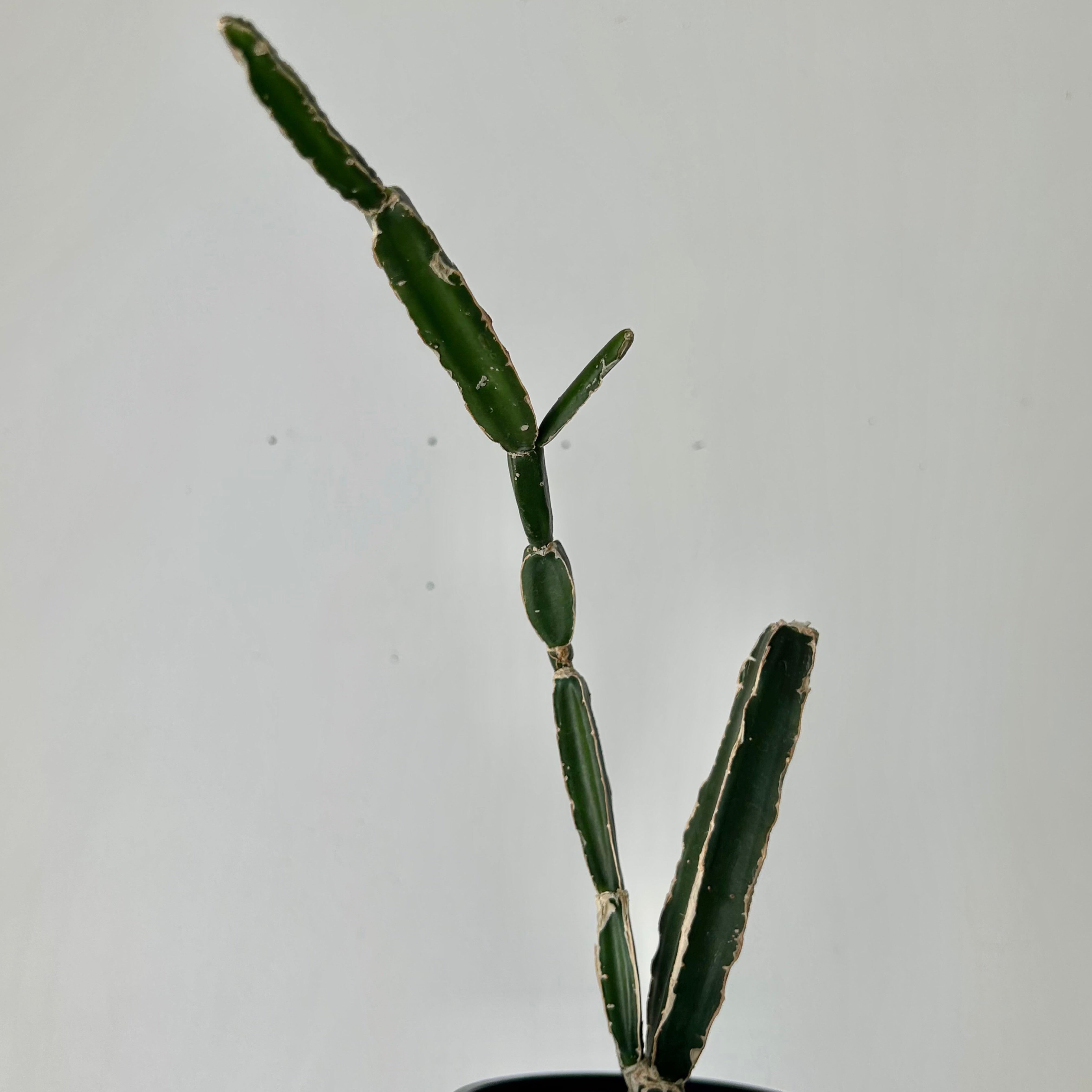 Grape Veldt (Cissus quadrangularis) 3.5”pot