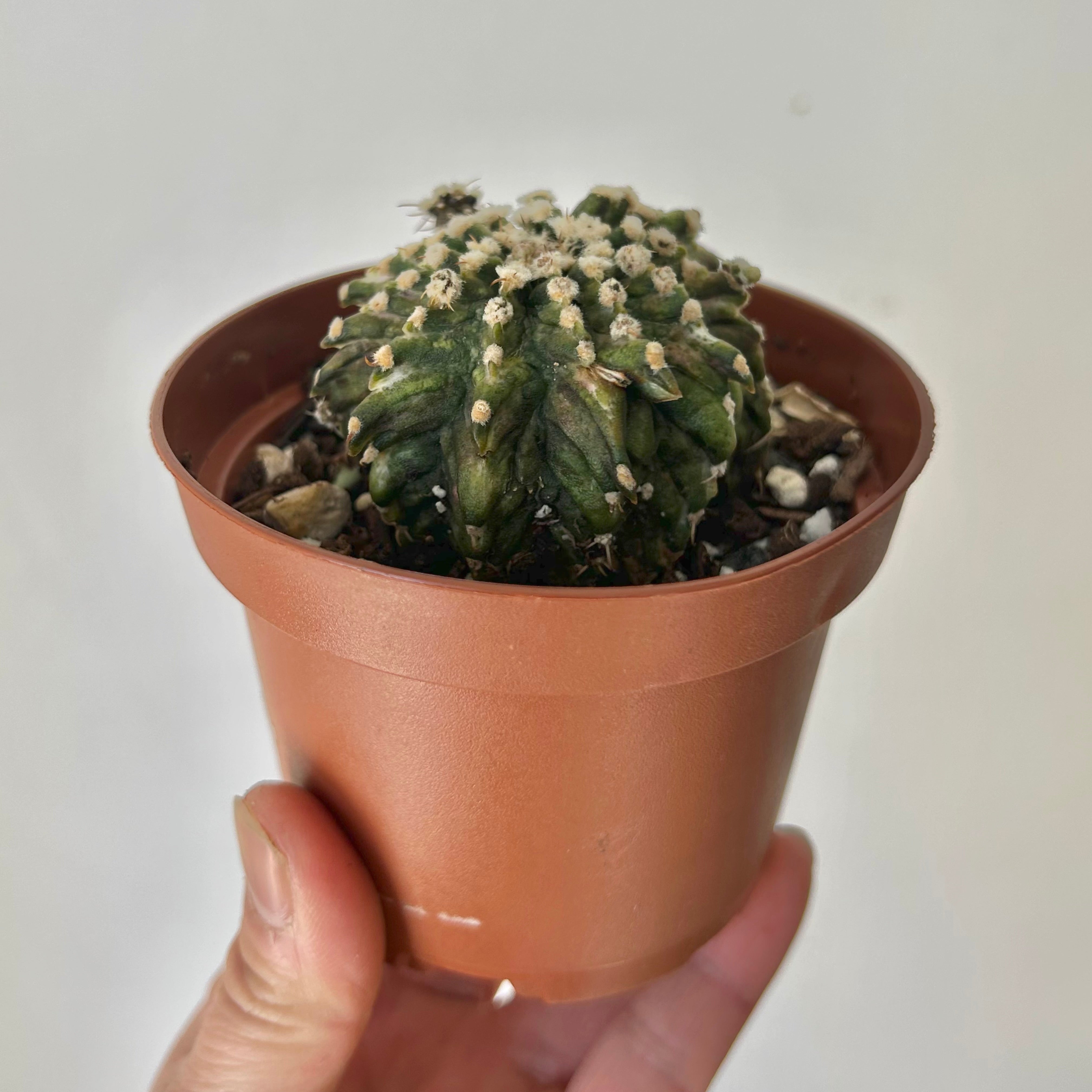 Moon Cactus (Gymnocalycium mihanovichii) 3.5” pot
