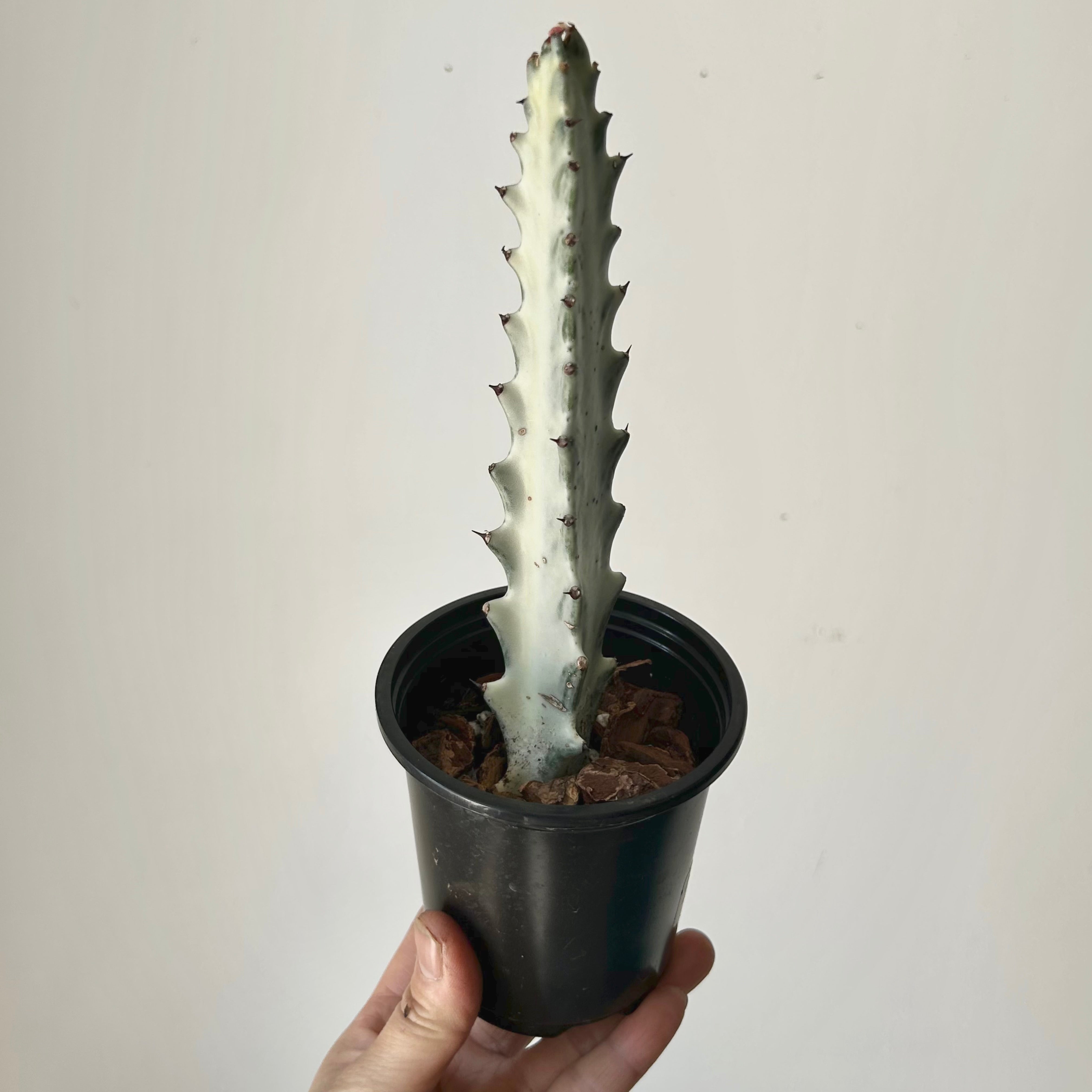 Euphorbia lactea 'White Ghost' 3.5”pot