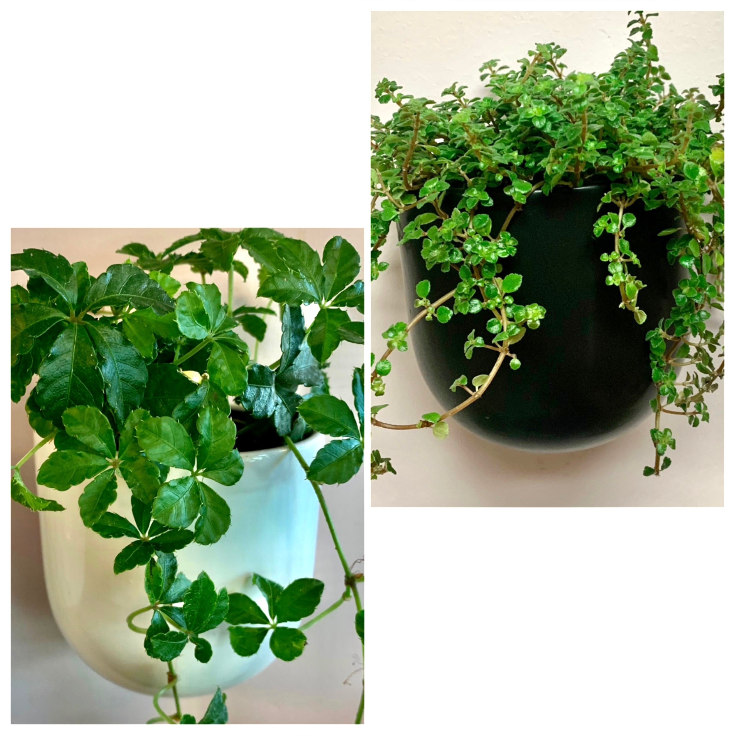 MADDOX Ceramic Wall Pot (6”x6”)available in Black & White