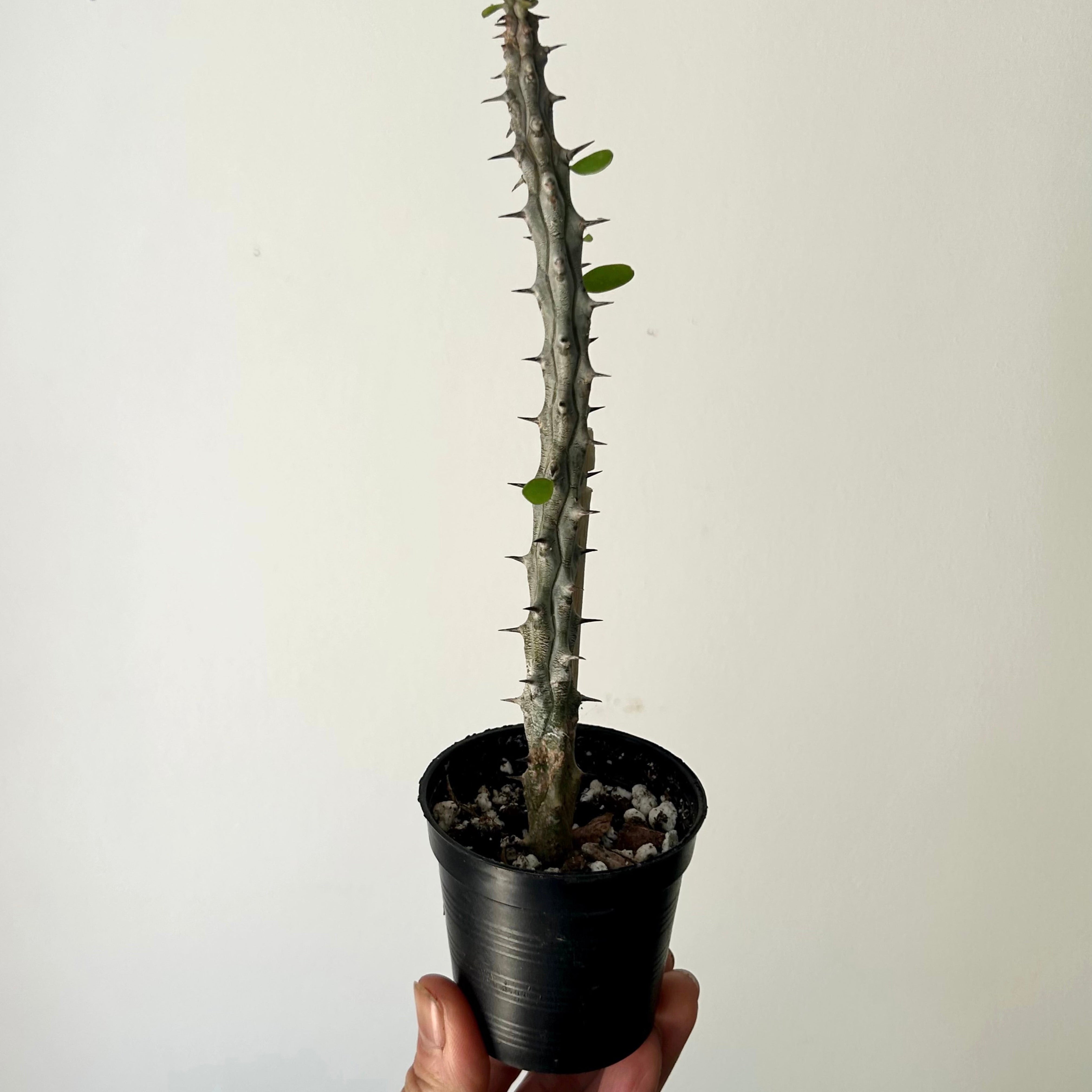 Alluaudia procera (single stem approximately 18 inches tall)2.5” pot