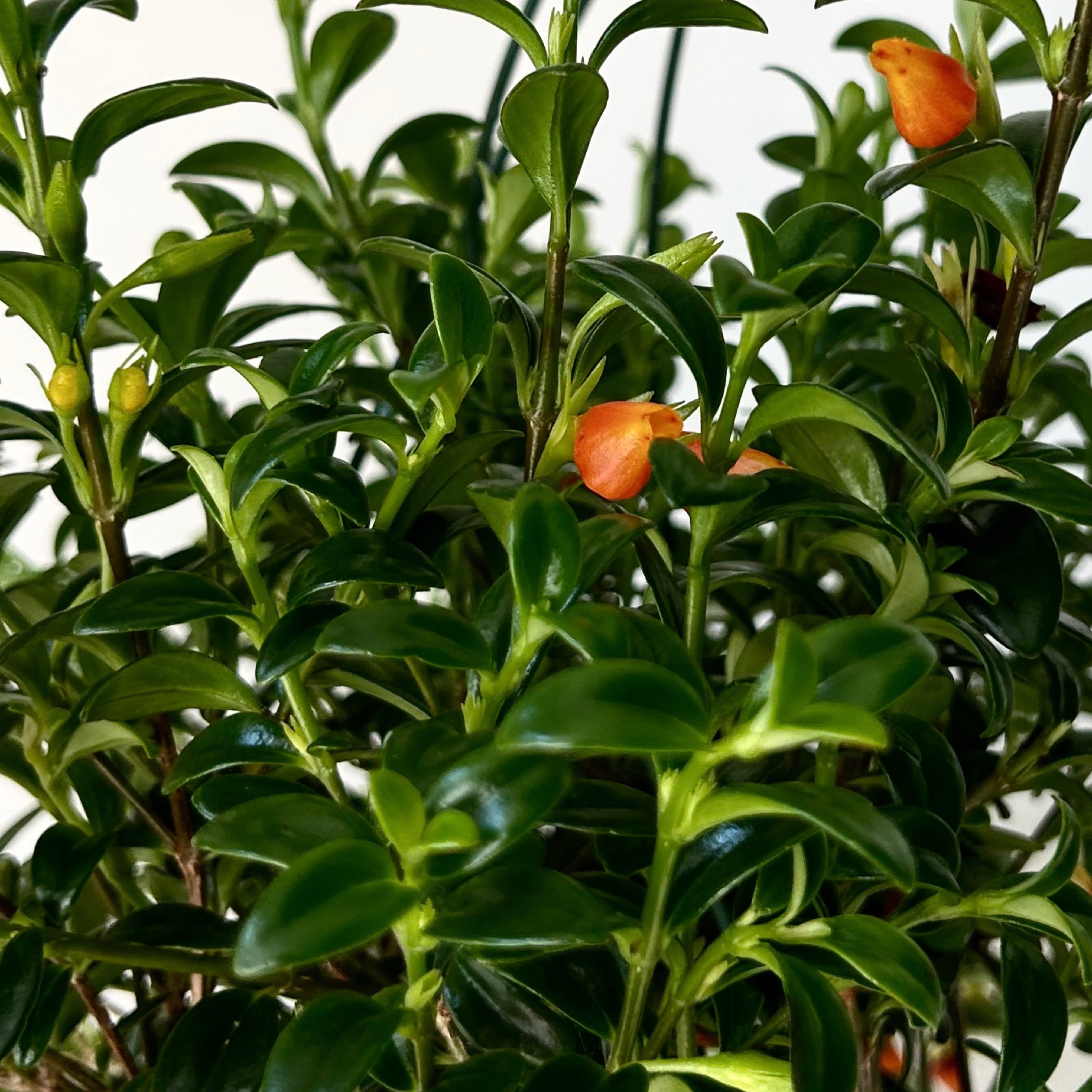 Goldfish Plant (Nematanthus) 3.5”pot