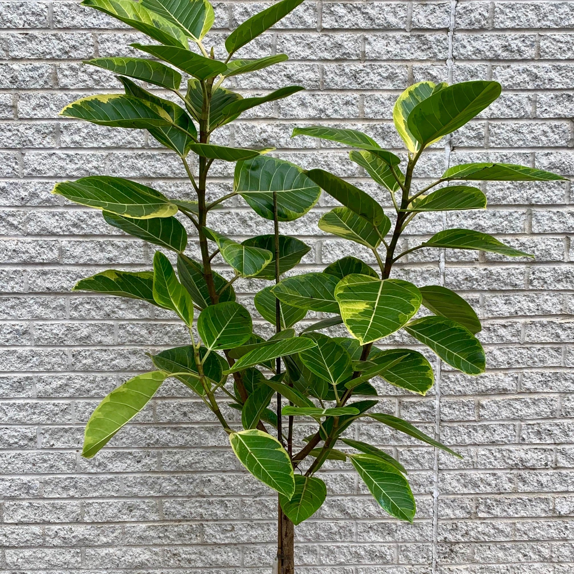 Ficus Altissima  approximately 5ft tall 14” pot