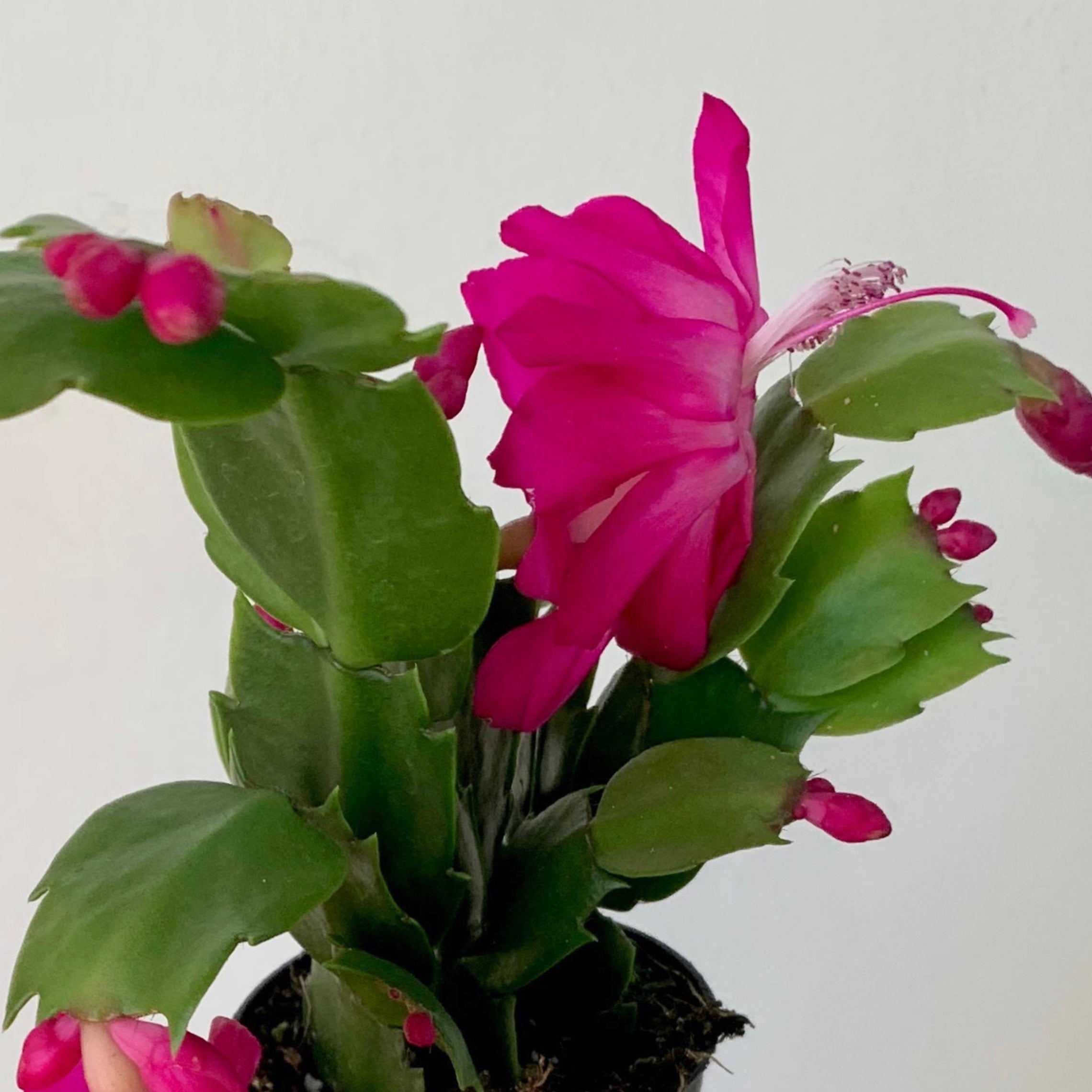 Holiday Cactus (Schlumbergera truncata)4” pot