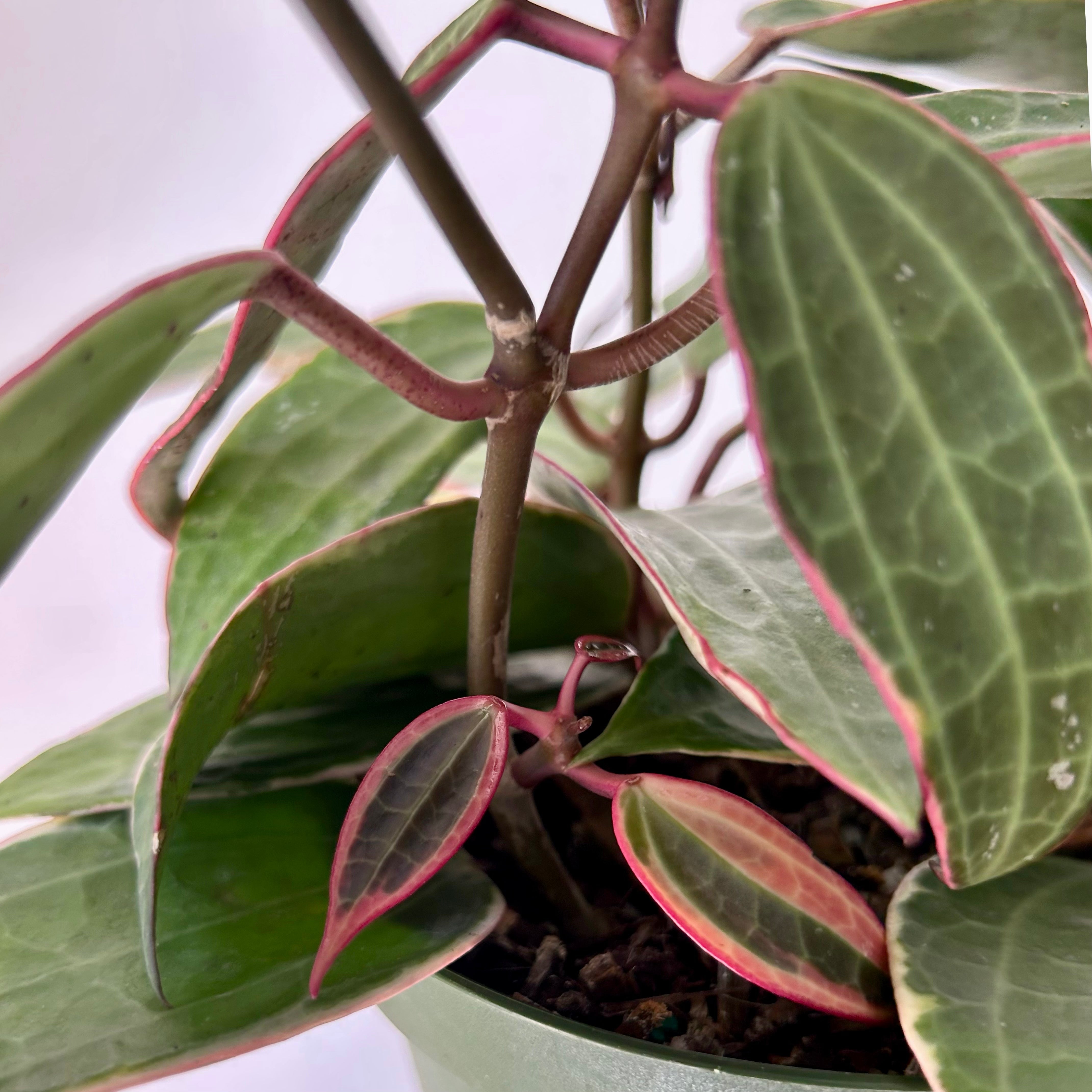Hoya Latifolia (former H.macrophylla ) 4” pot