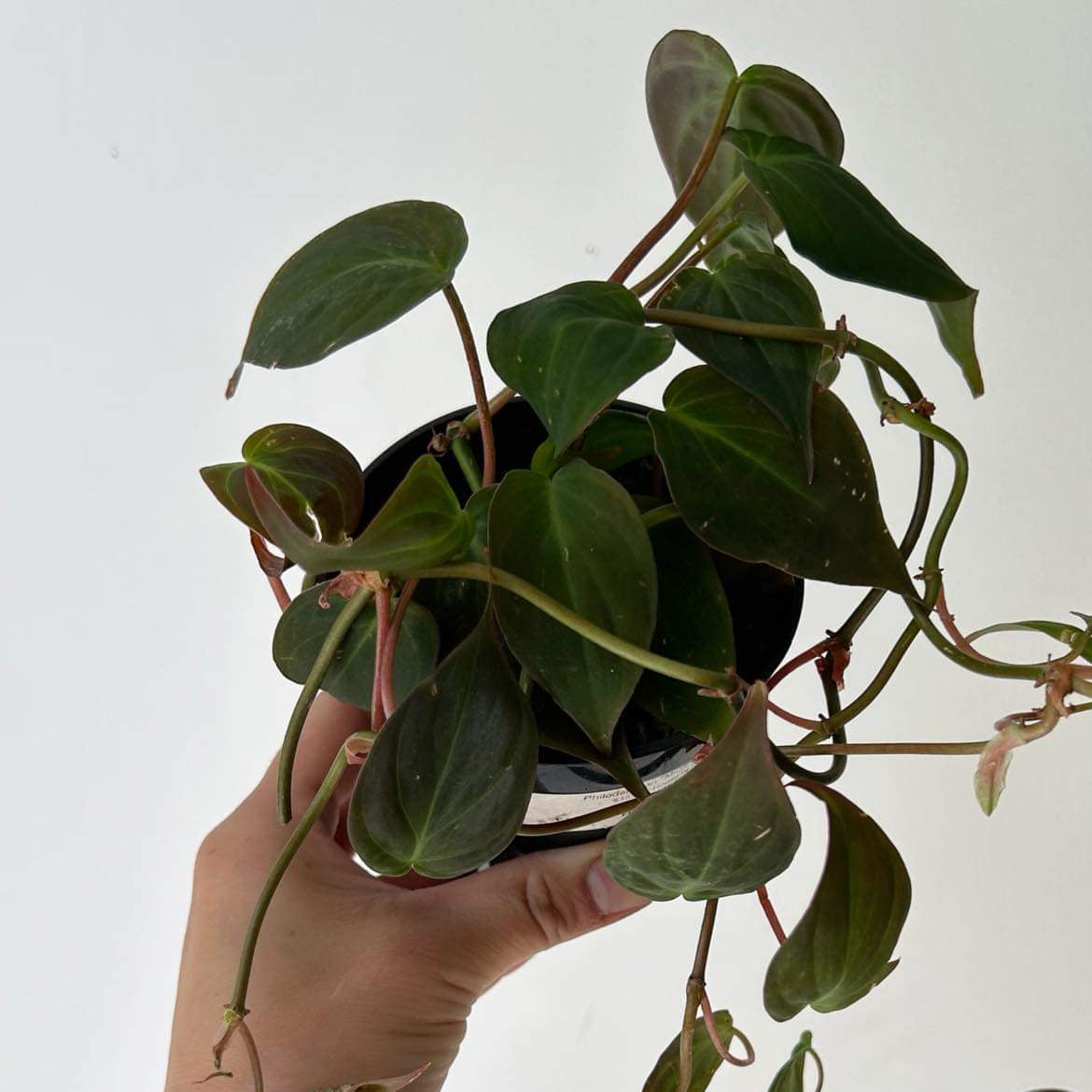 Philodendron Micans 3.5”pot