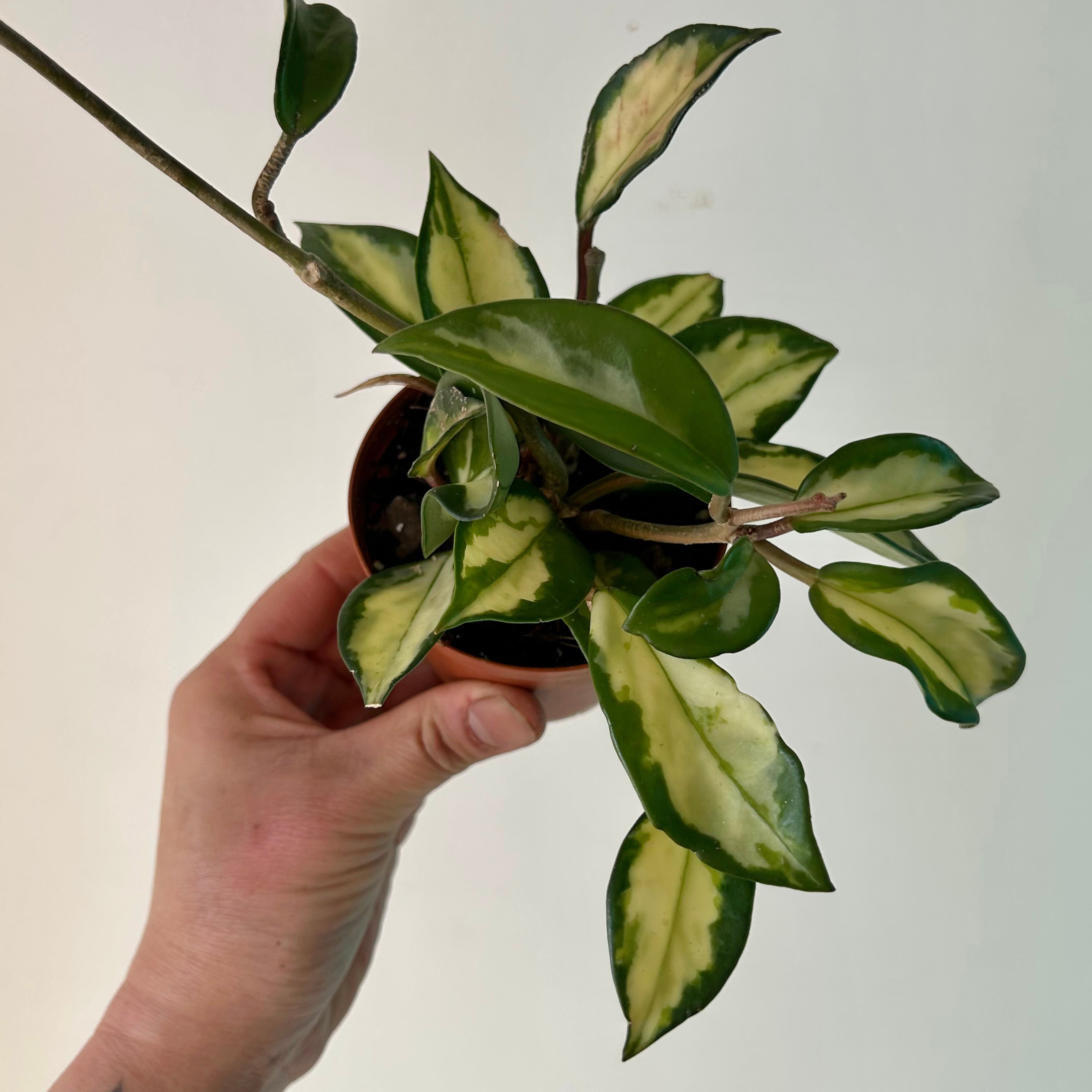Hoya Tricolour “Krimson Princess” 3”pot