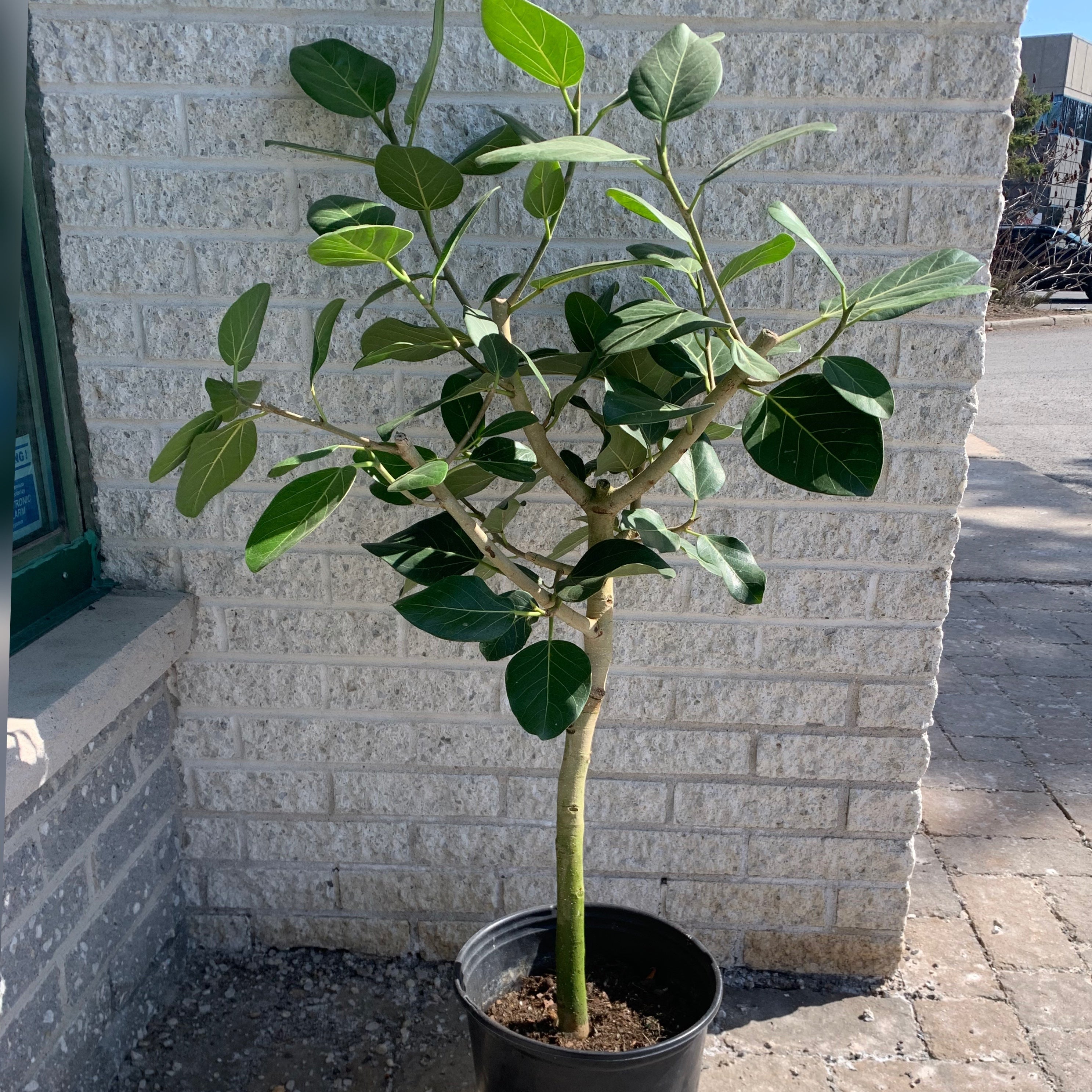 Ficus benghalensis “Audrey” tree (approximately 4 ft)in 10” pot