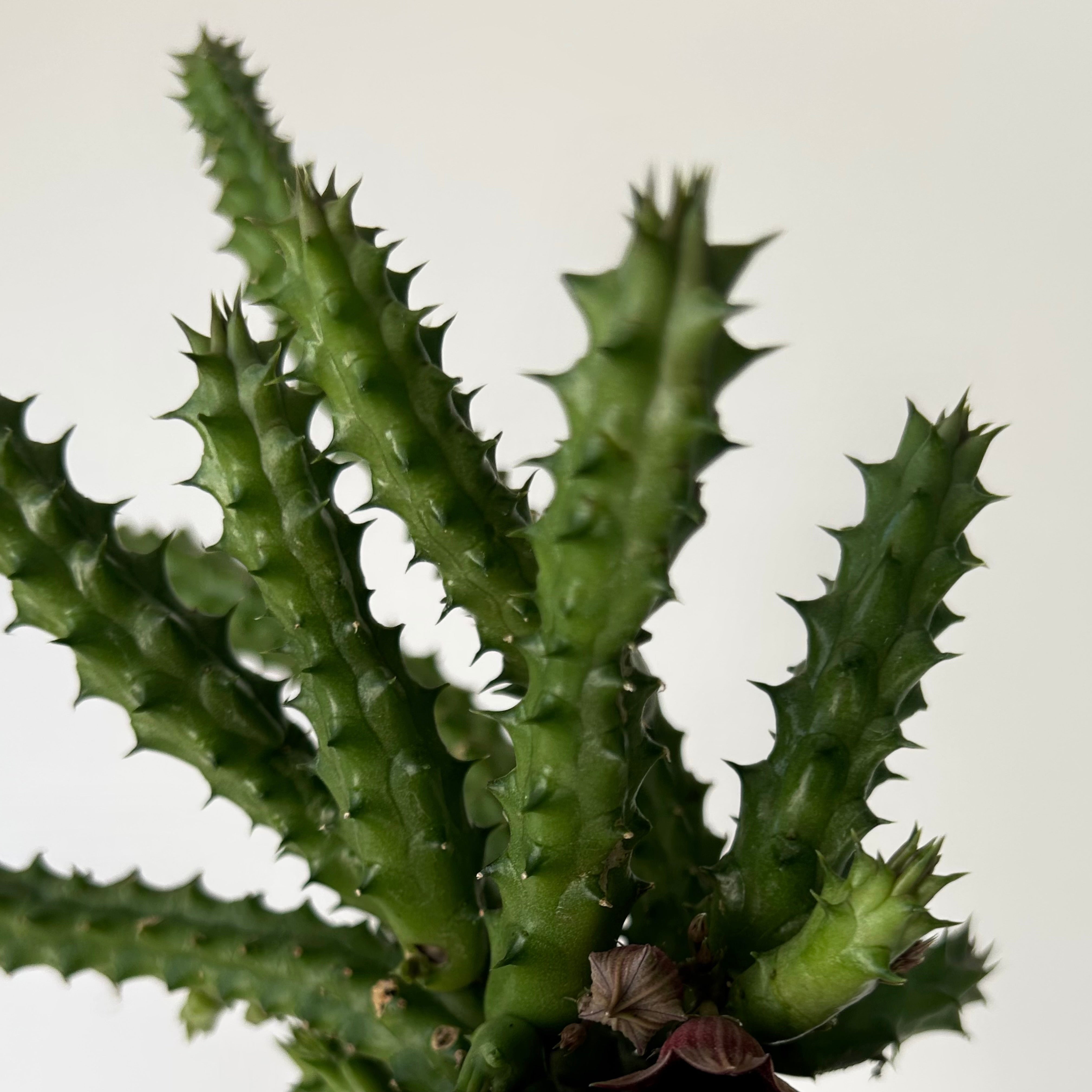 Red Dragon Flower Succulent (huernia schneideriana) 3.5”pot