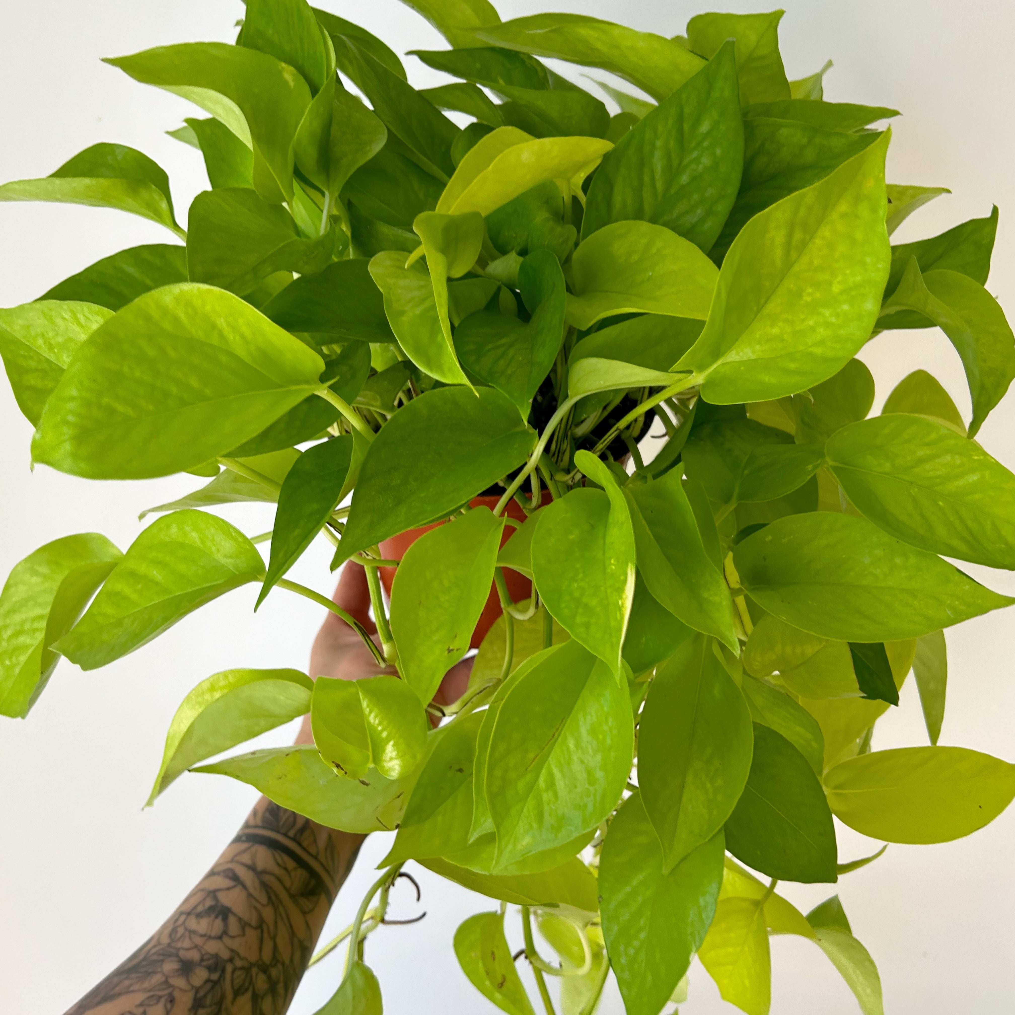 Neon Pothos in 6” pot