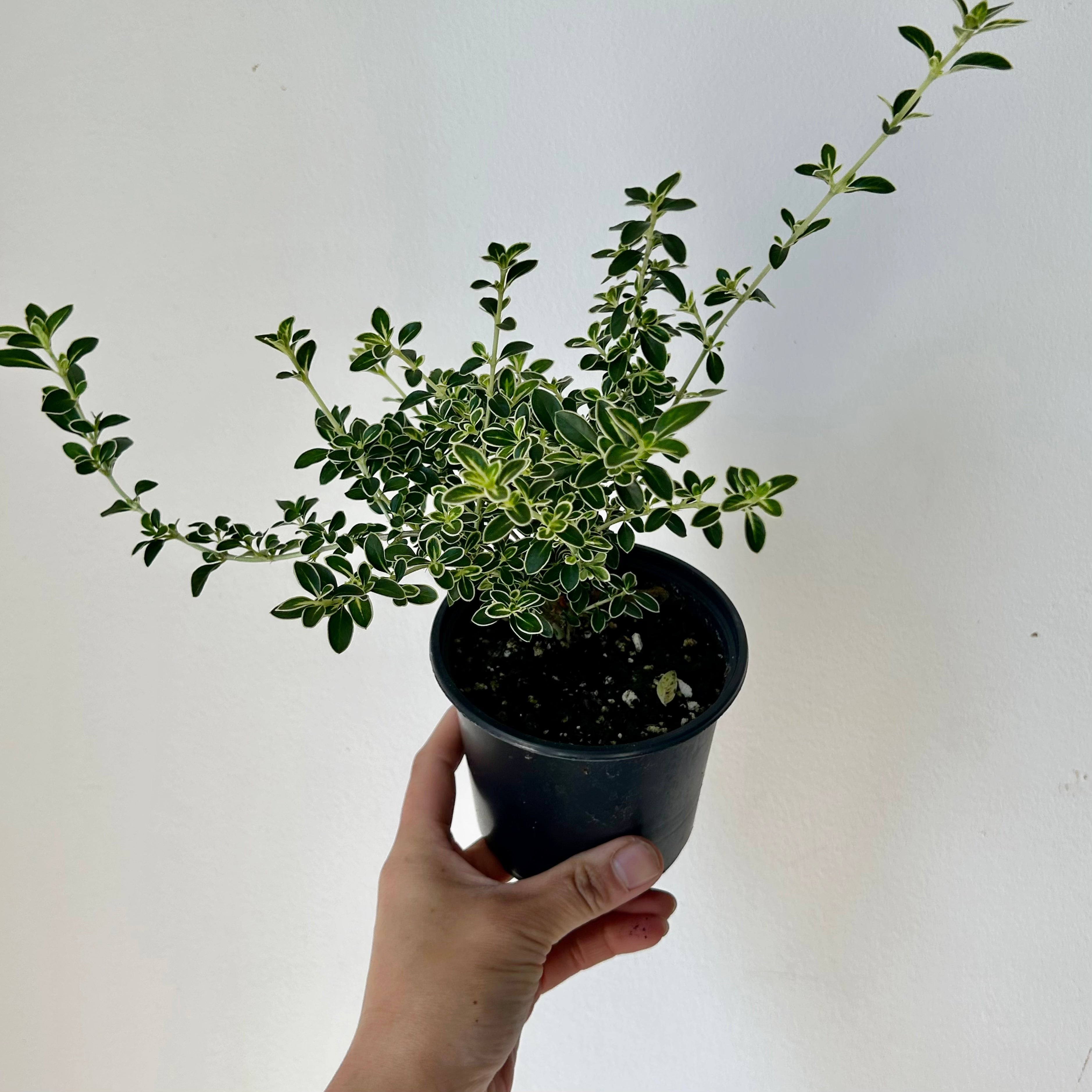 Serissa Snow Rose 4” pot