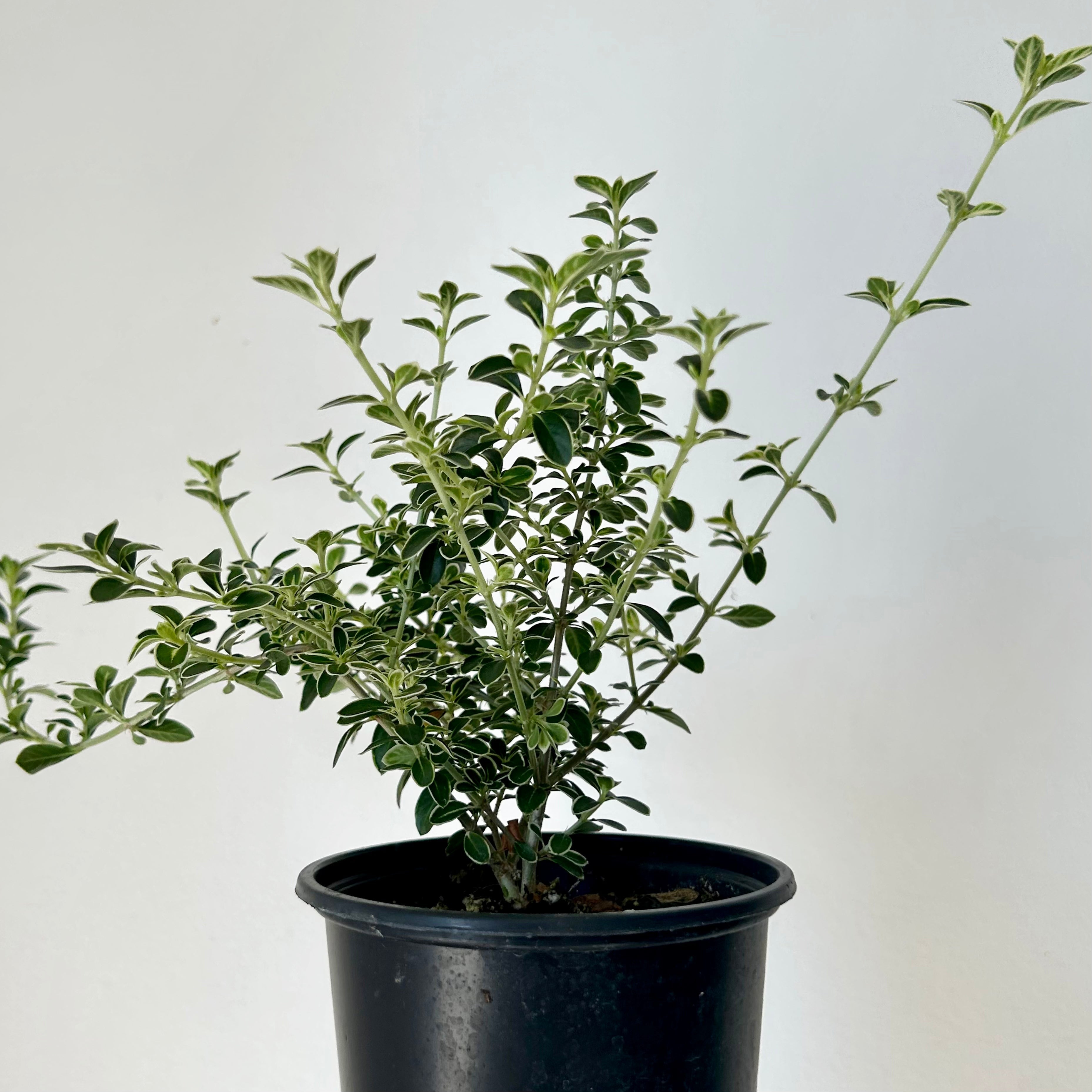 Serissa Snow Rose 4” pot