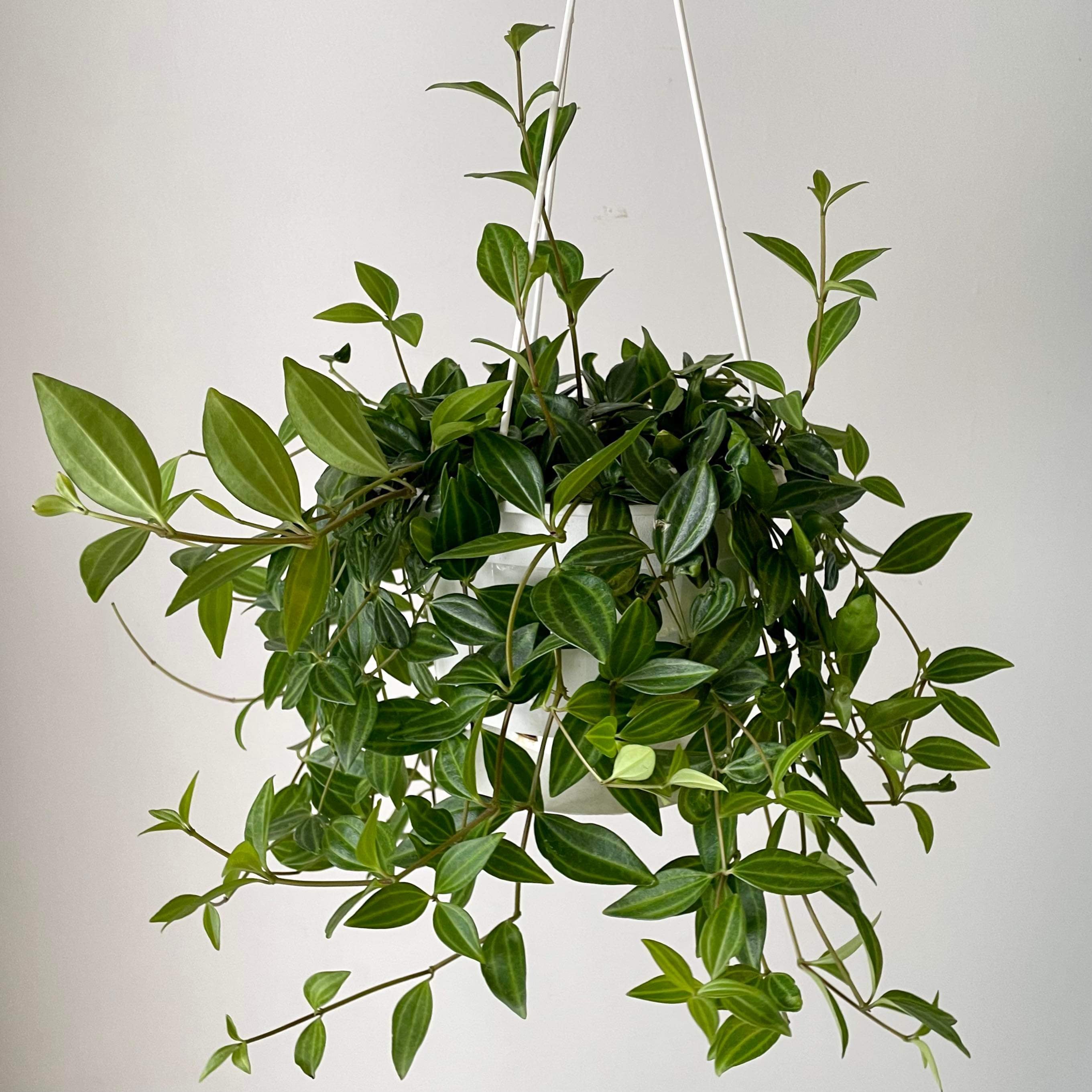 Peperomia “Beetle” (Angulata) 6” pot