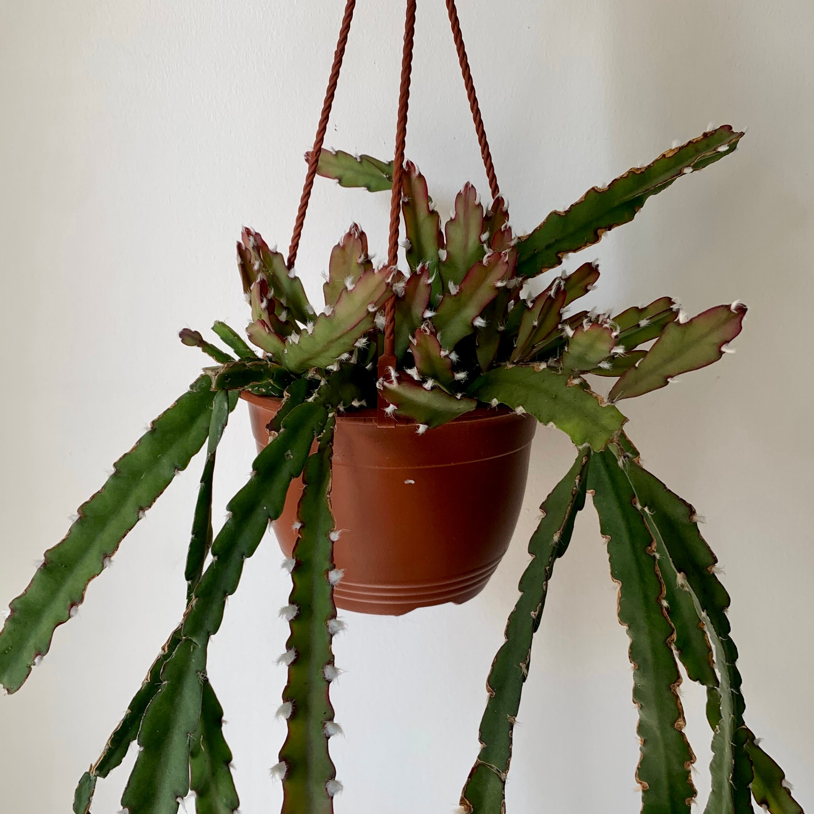 Hurricane Cactus (Lepismium cruciforme)  6” hanging basket