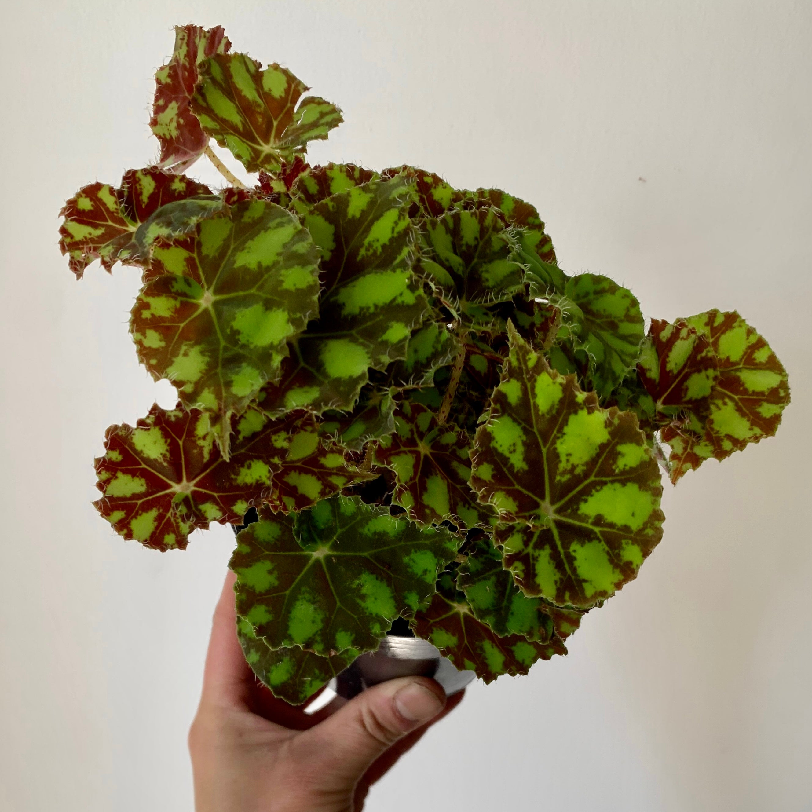Begonia “Tiger Paw” 4" pot