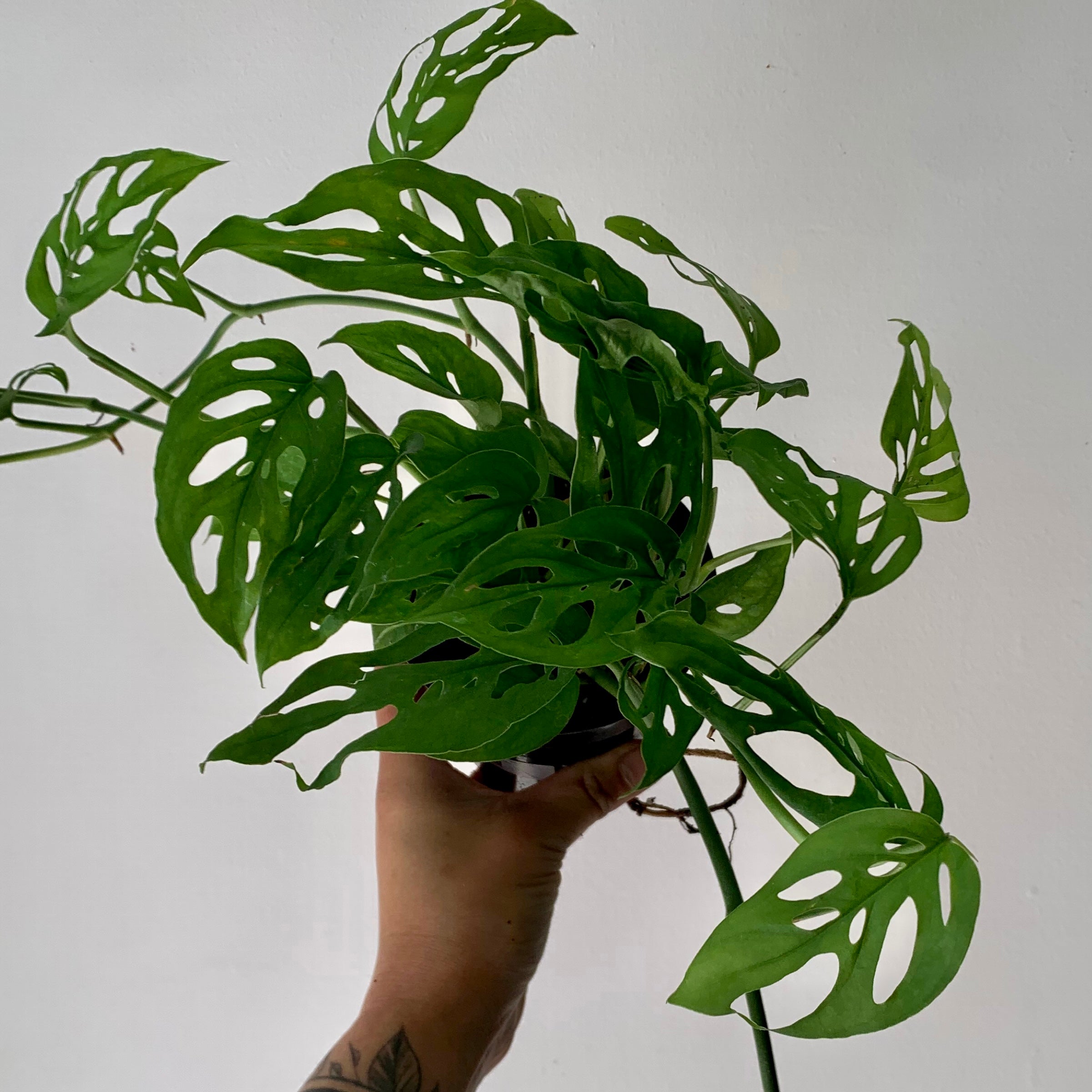 Monstera adansonii 4”pot