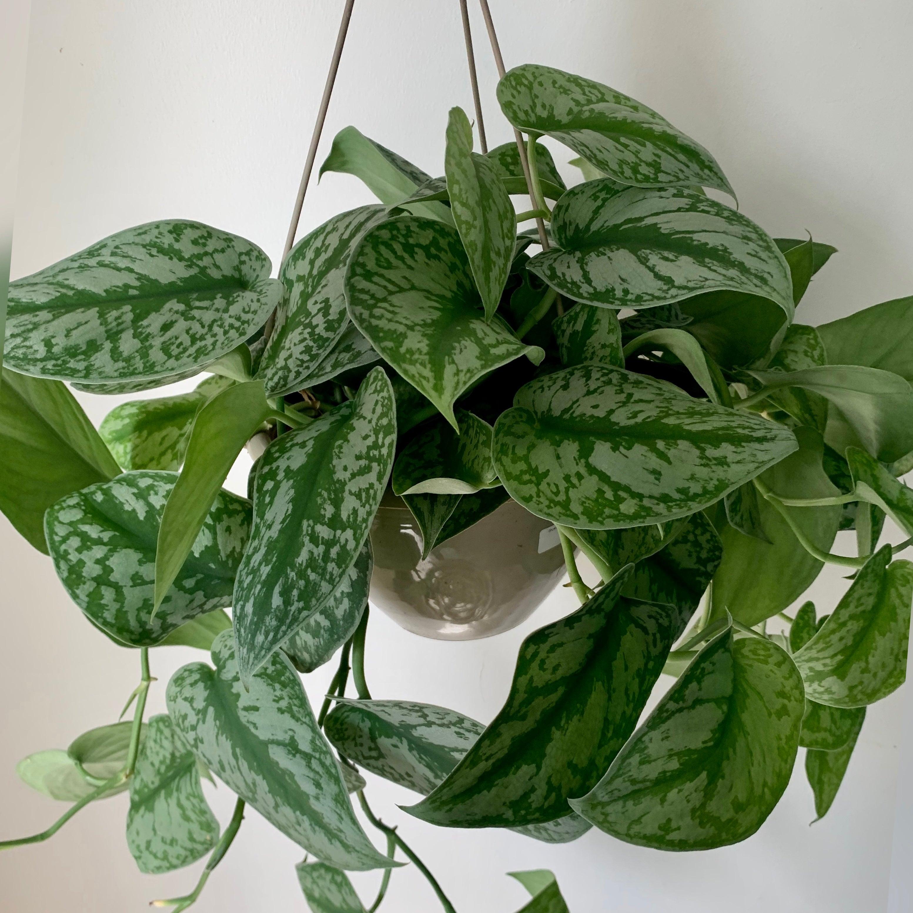 Scindapsus “Exotica” 8” Hanging Basket