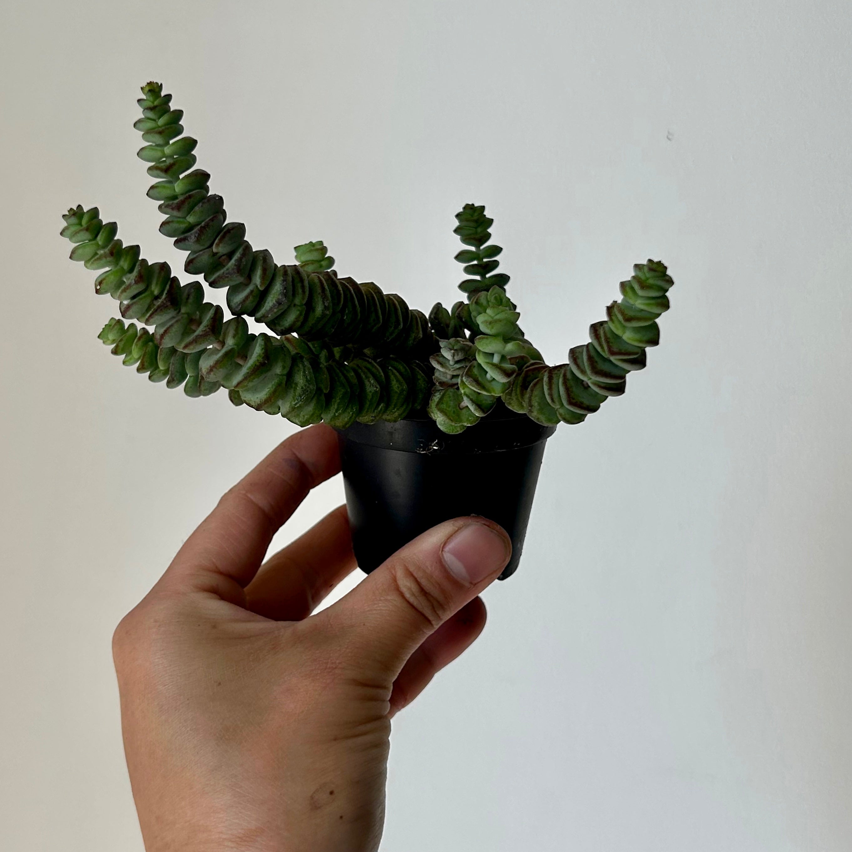Jade Necklace (Crassula Marnieriana )2.5" pot