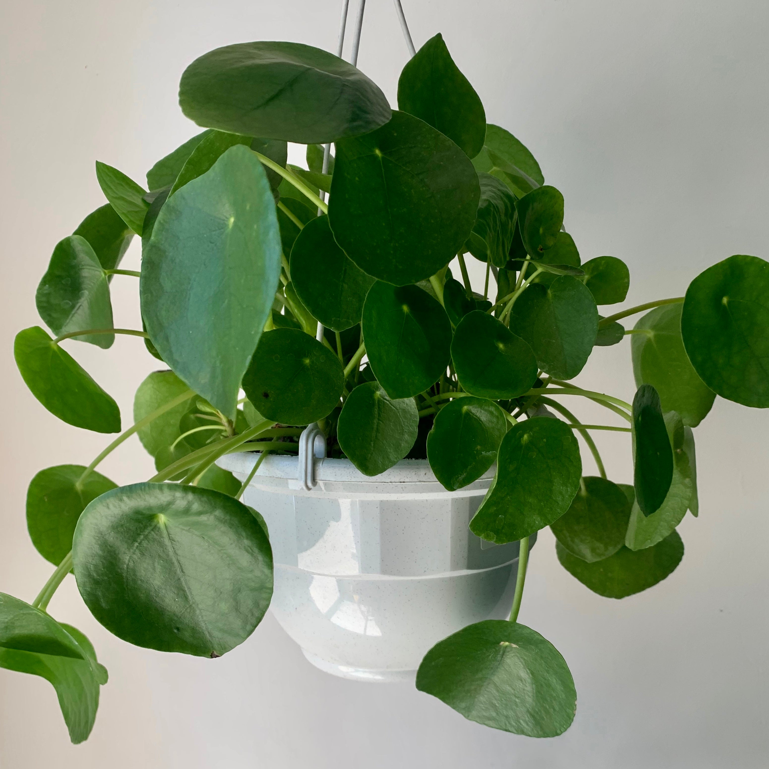 Chinese Money Plant (Pilea Peperomioides) 6”hanging basket