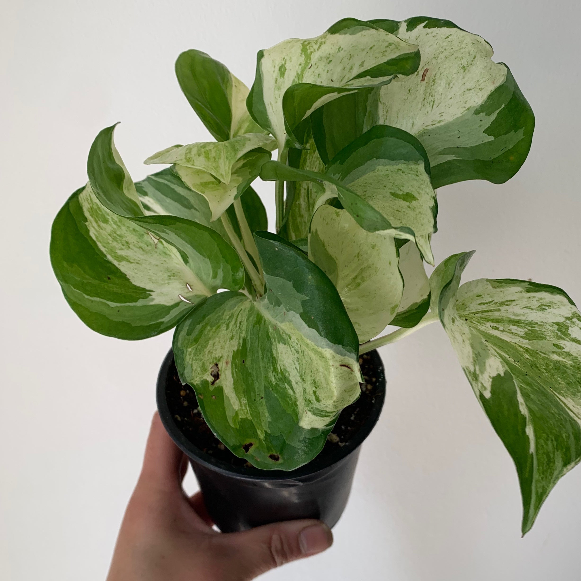 Manjula Pothos 3.5”pot