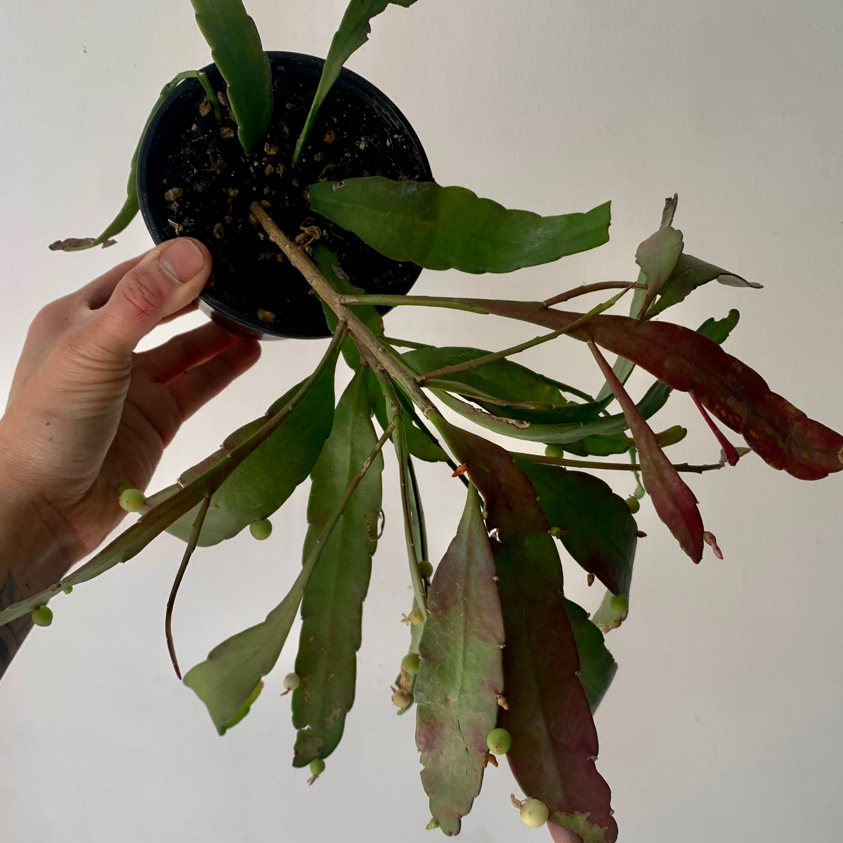 Red Rhipsalis (Pseudorhipsalis Ramulosa) 4” pot