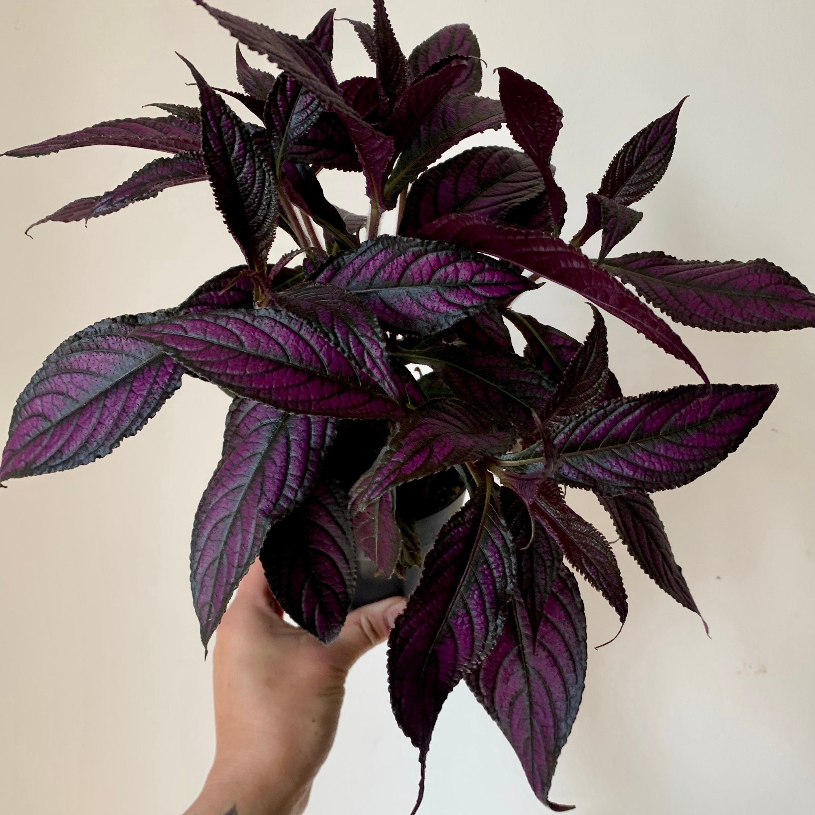 Persian Shield (Strobilanthes Dyeriana) 4” pot