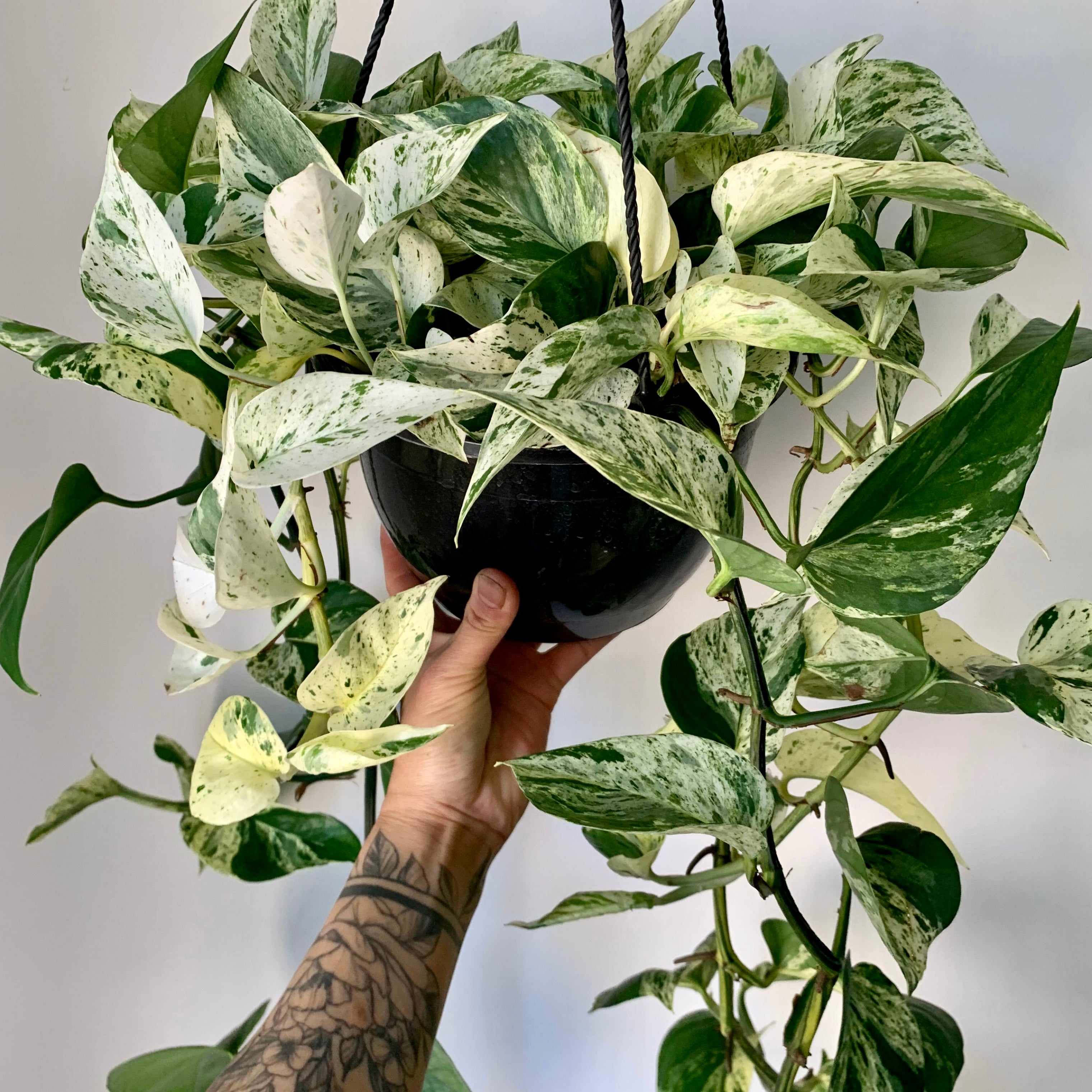 Pothos “Marble Queen 8” hanging basket