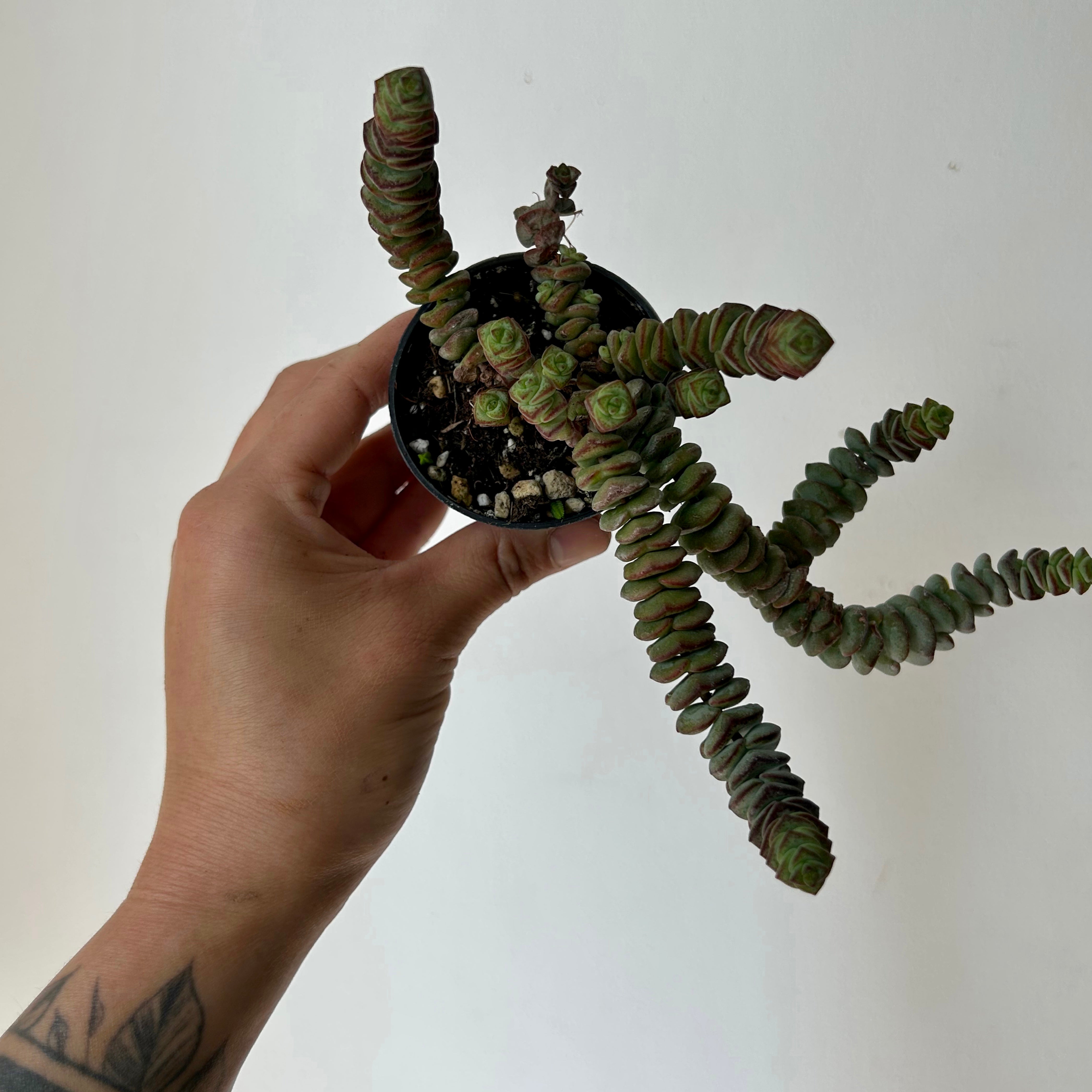 Jade Necklace (Crassula Marnieriana )2.5" pot