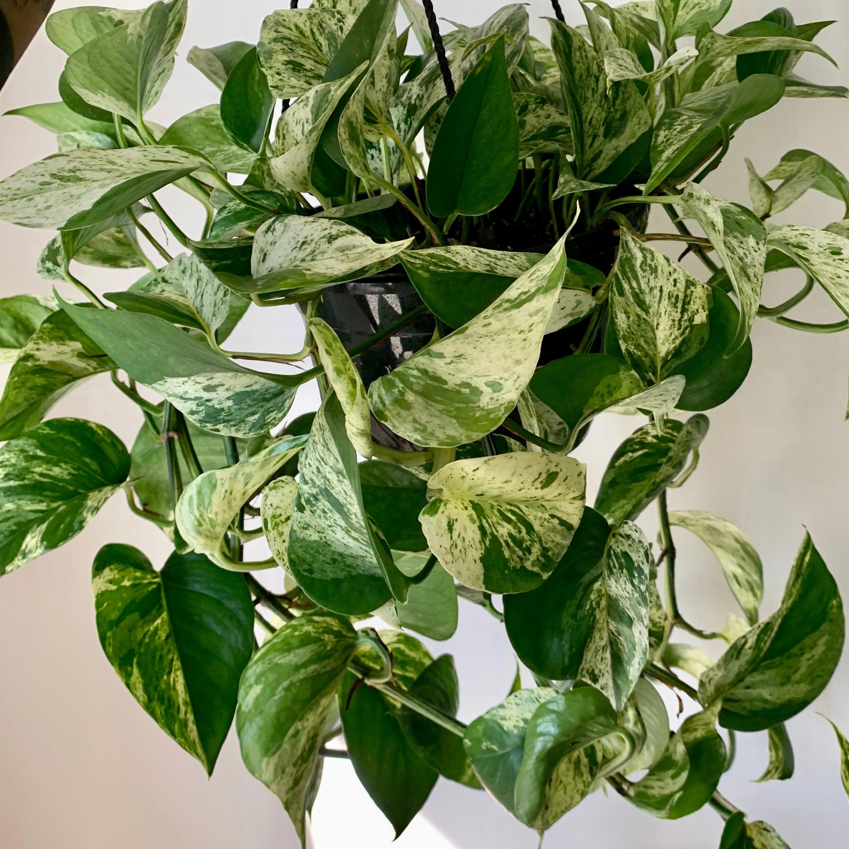 Pothos “Marble Queen 8” hanging basket