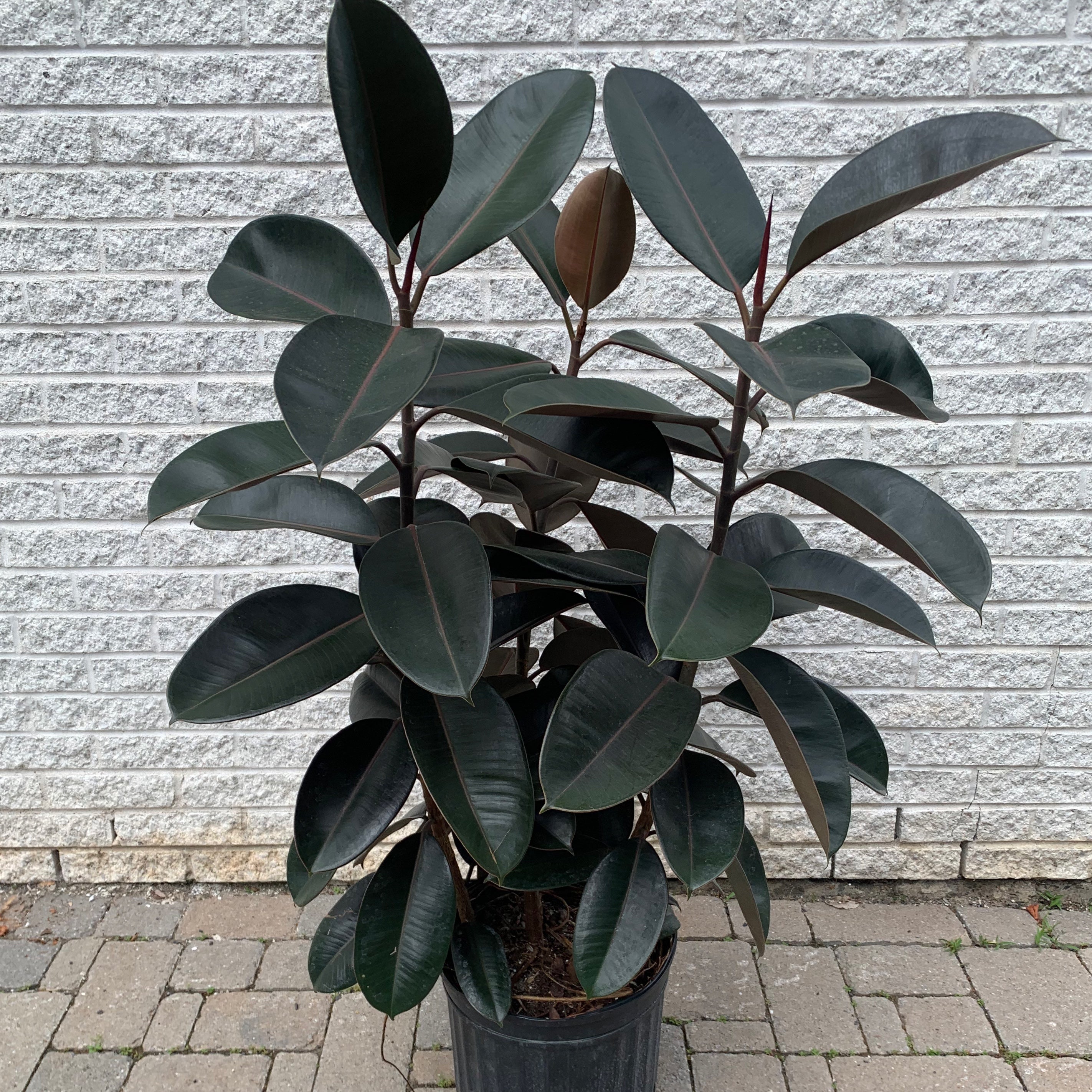 Burgundy Rubber fig Bush (Ficus Elastica) approximately 4ft tall in 10”pot