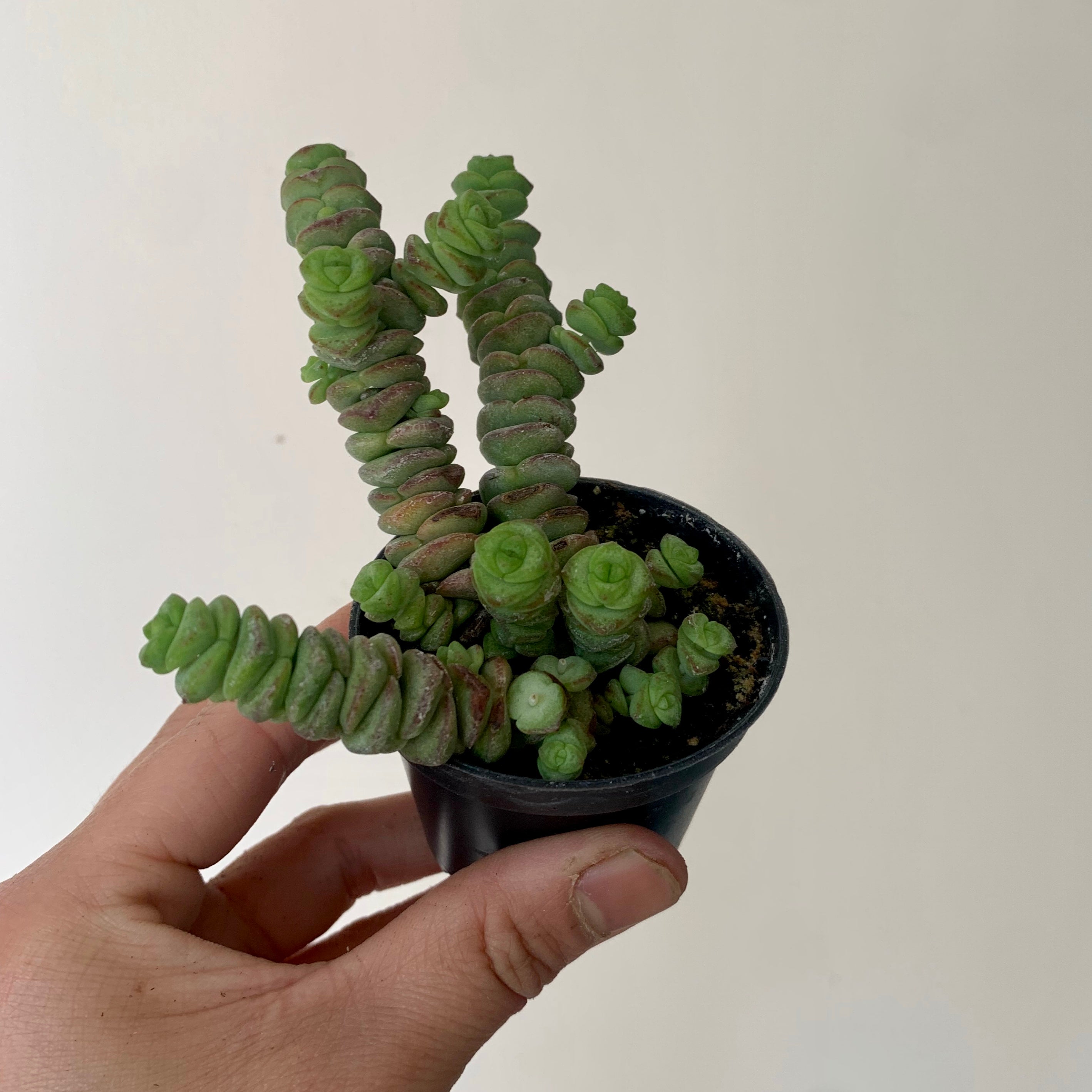 Jade Necklace (Crassula Marnieriana )2.5" pot