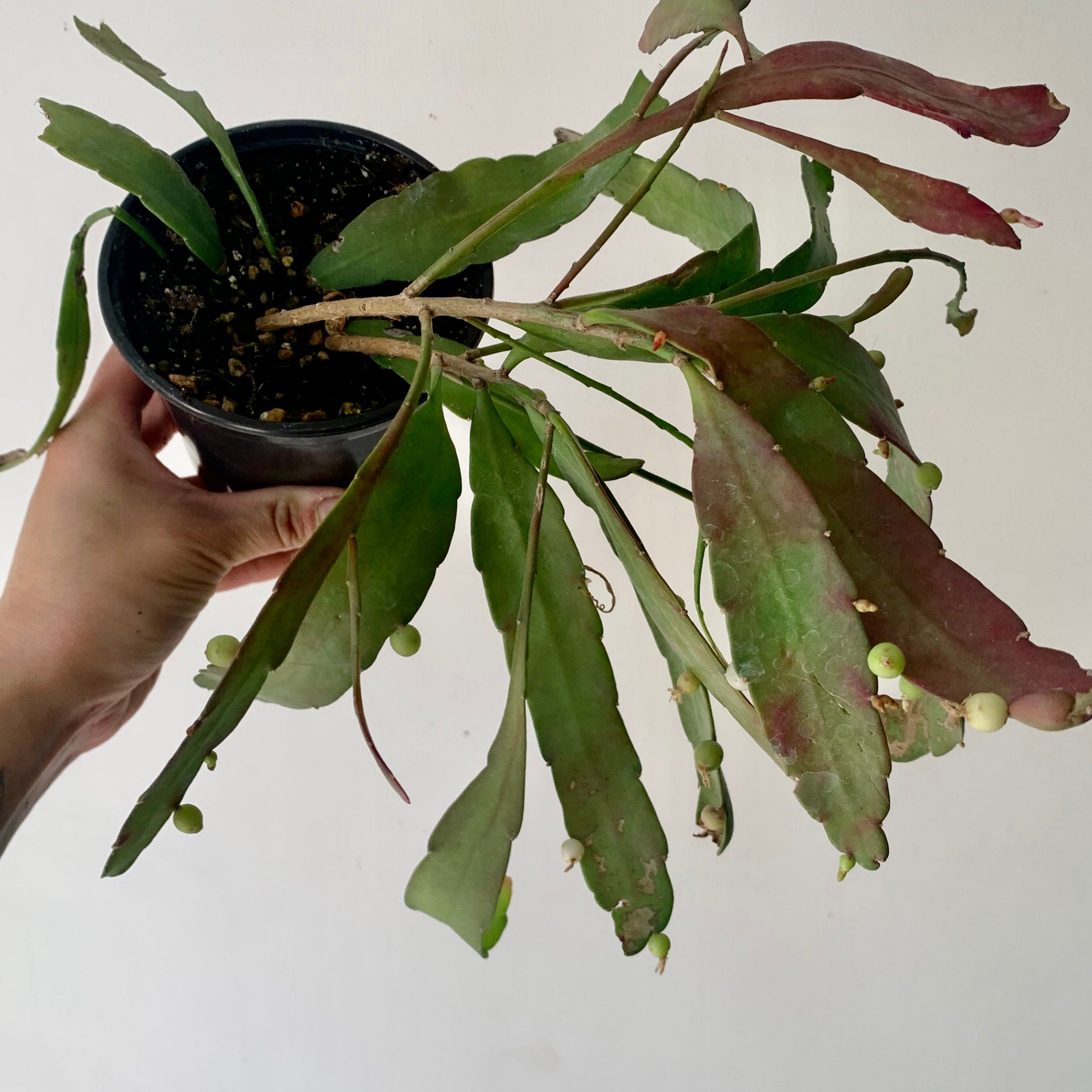 Red Rhipsalis (Pseudorhipsalis Ramulosa) 4” pot