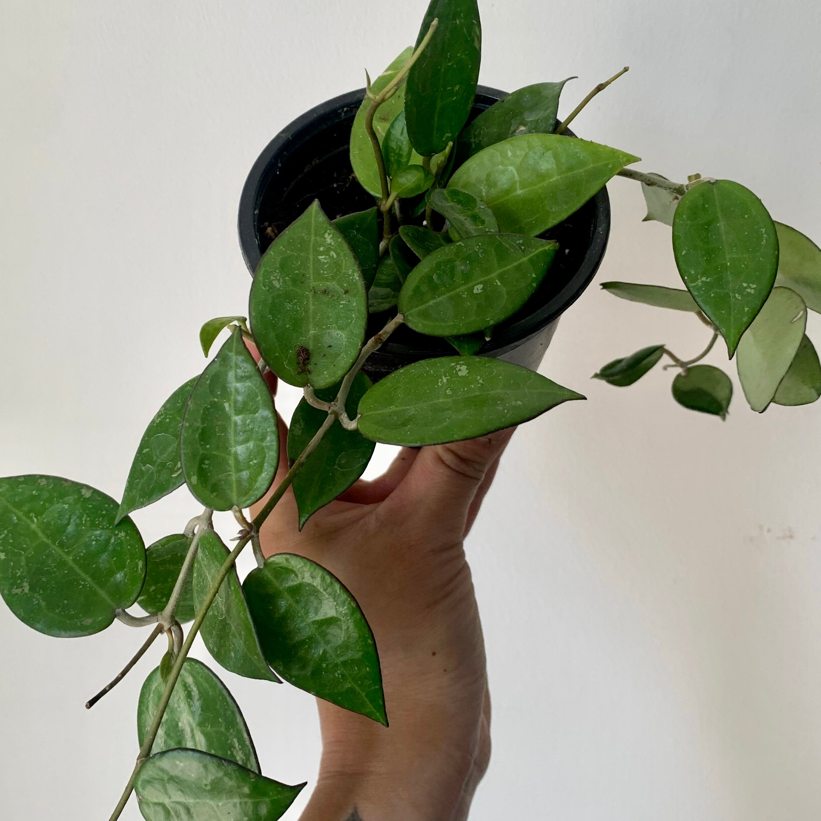 Hoya verticillata "Black Margin" (formerly H. parasitica) 4" pot