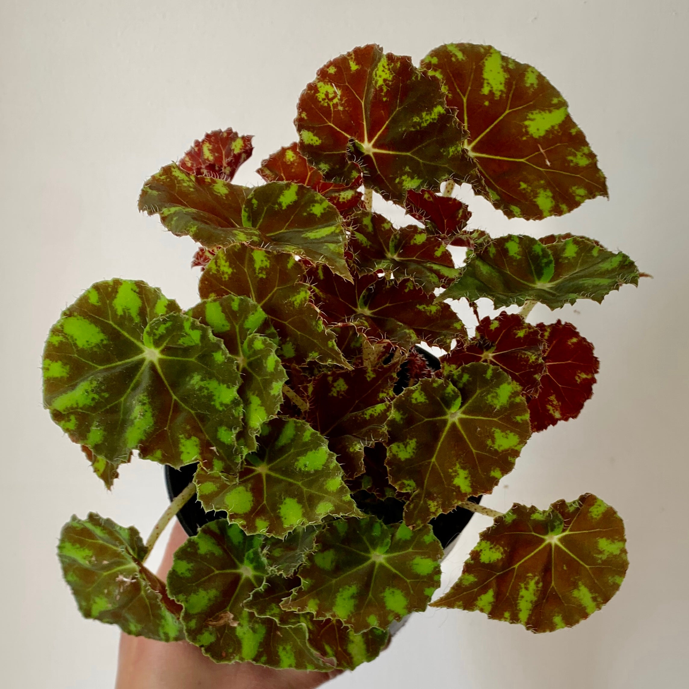Begonia “Tiger Paw” 4" pot
