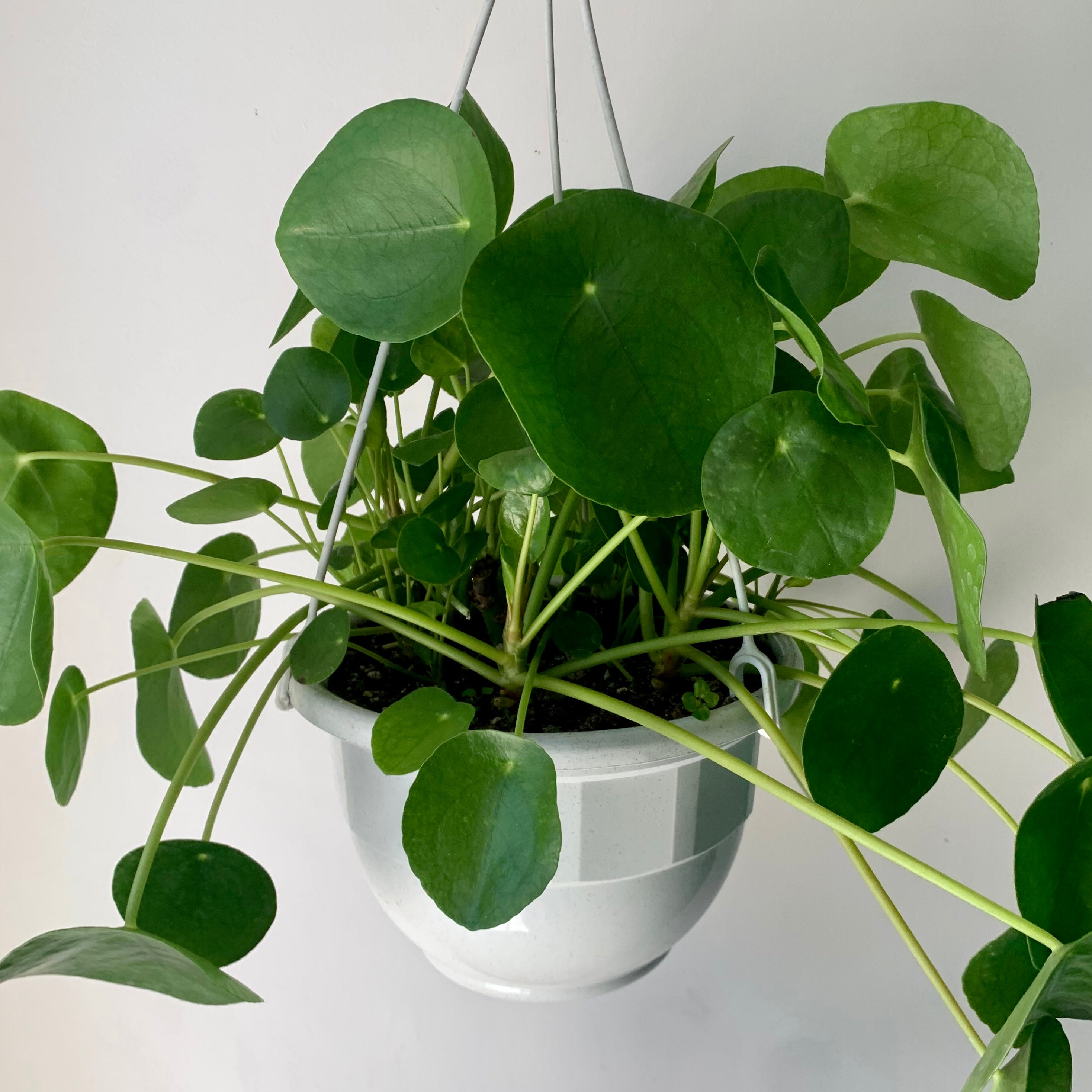Chinese Money Plant (Pilea Peperomioides) 6”hanging basket