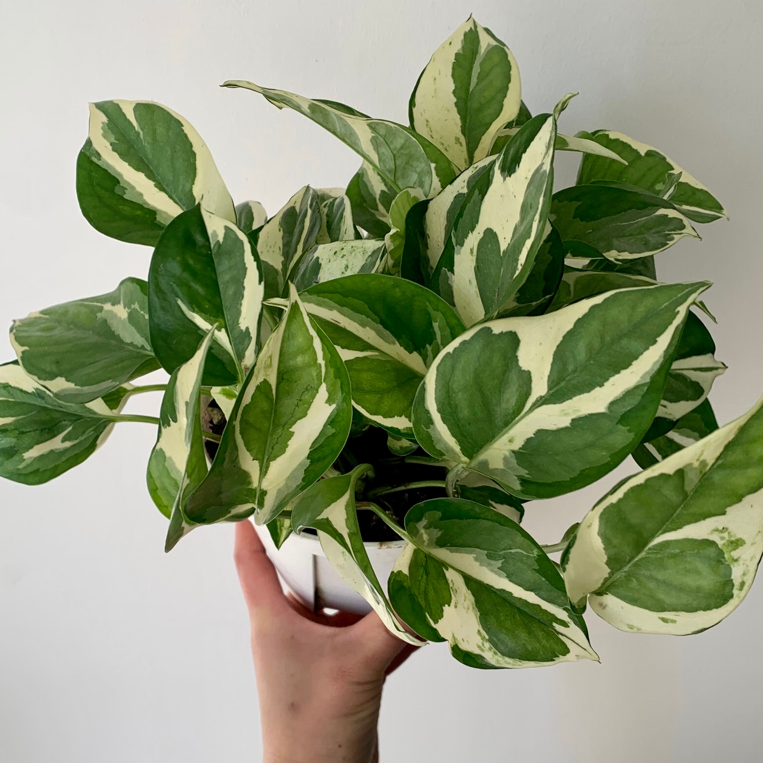 Pothos NJoy 6”pot