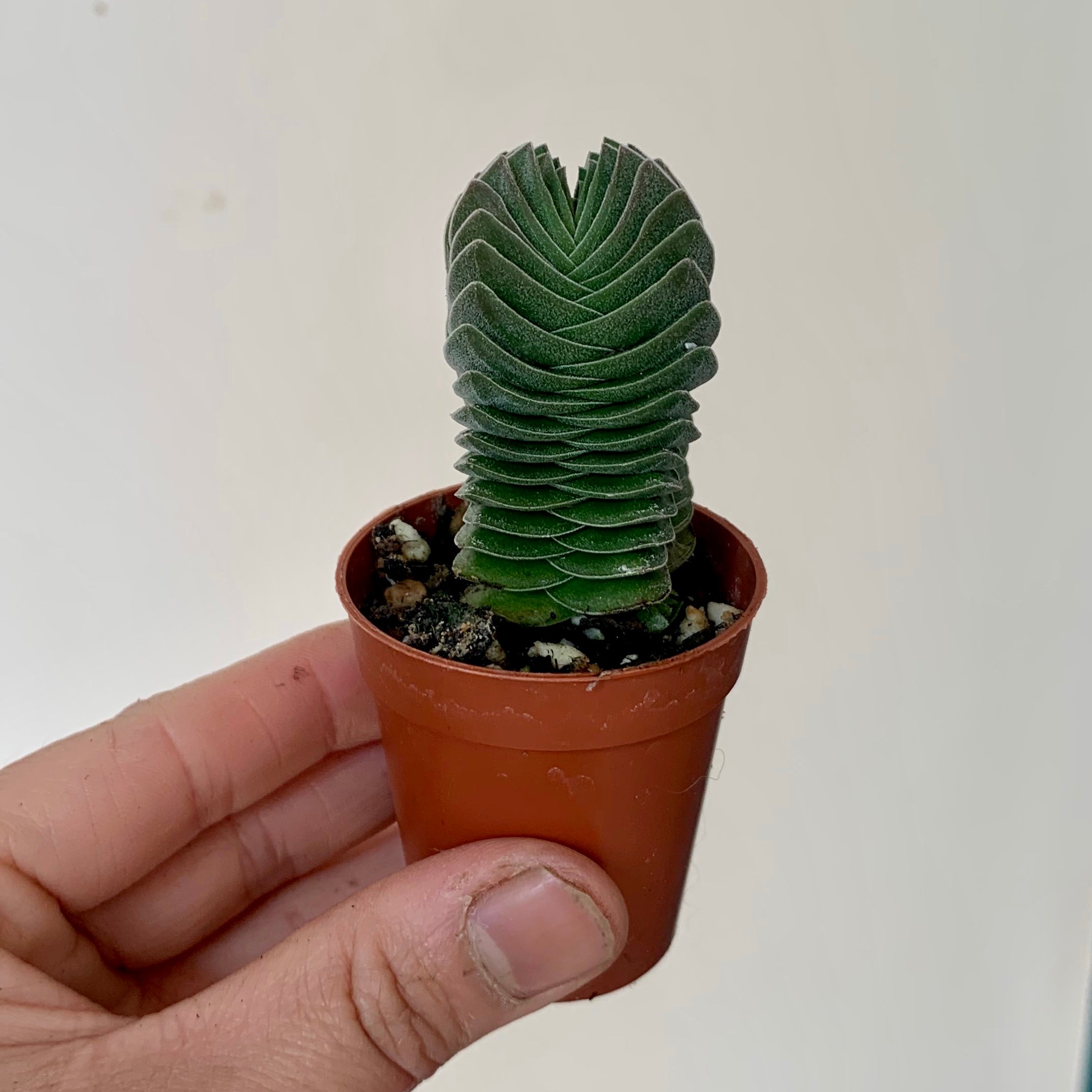 Crassula “Buddha’s Temple” 2.5”pot