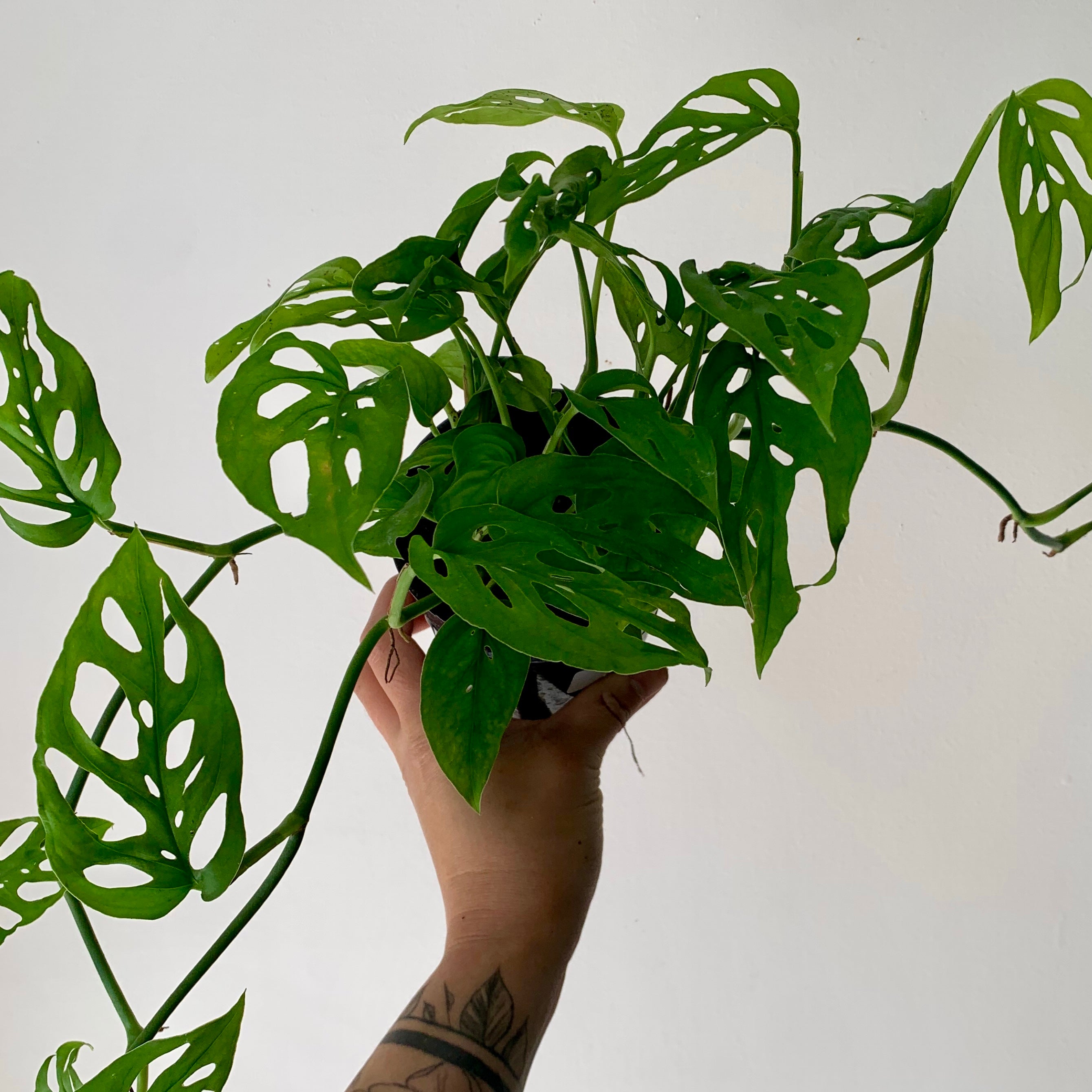 Monstera adansonii 4”pot