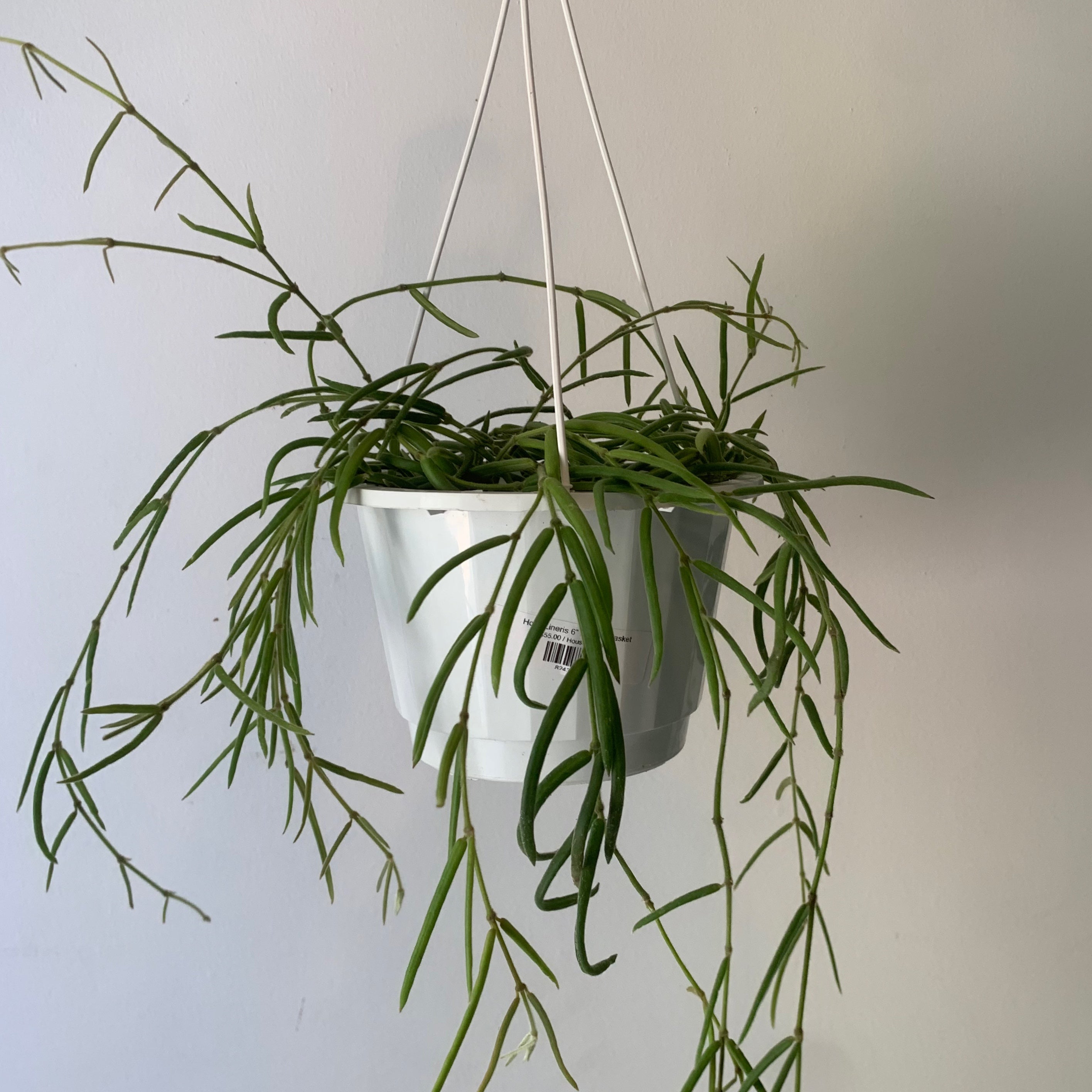 Hoya Lineris 6” hanging basket