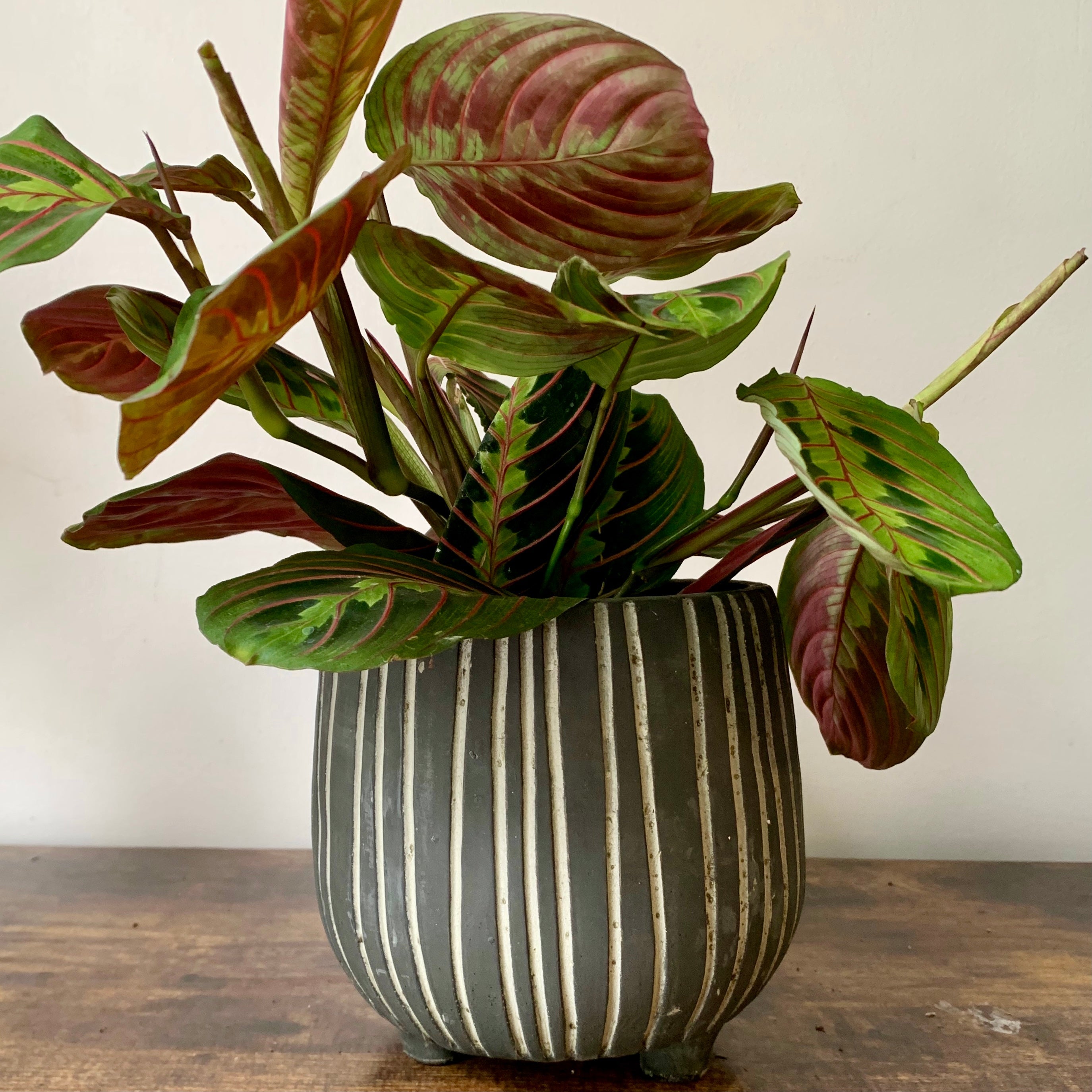 CHEYENNE footed concrete pot (5.5”X5”) CHARCOAL GREY