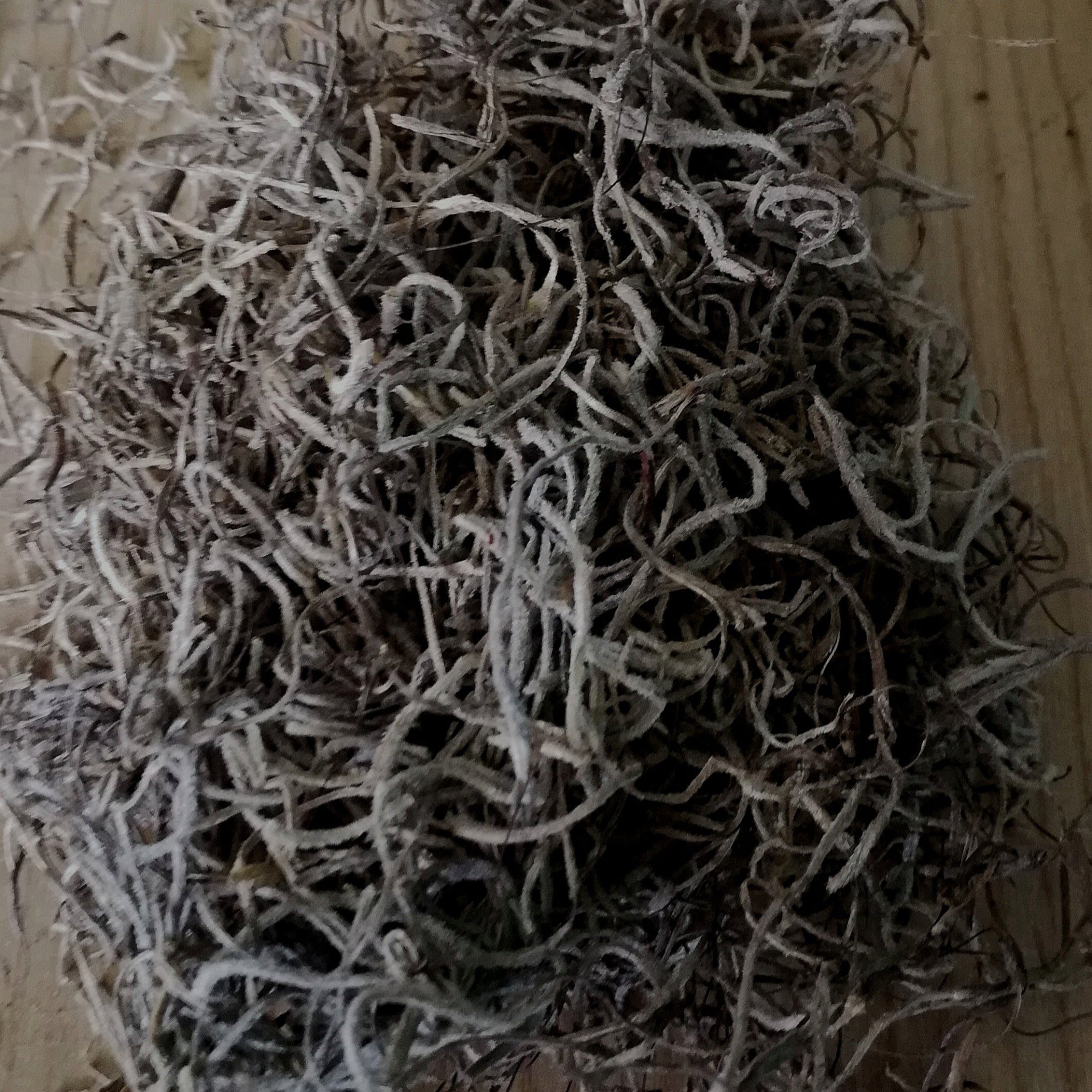 Preserved spanish moss (undyed)