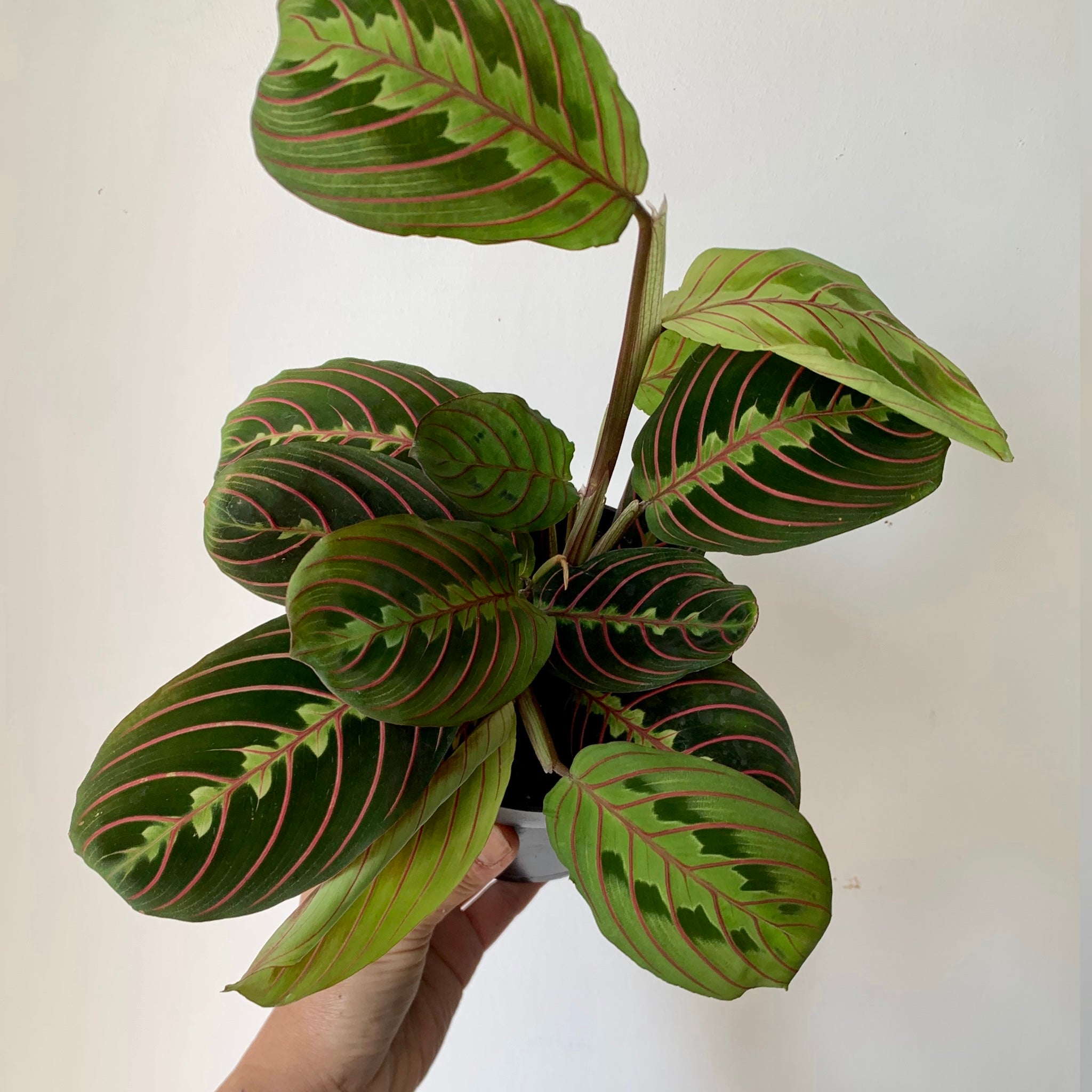 Red Prayer Plant (Maranta) 5” pot