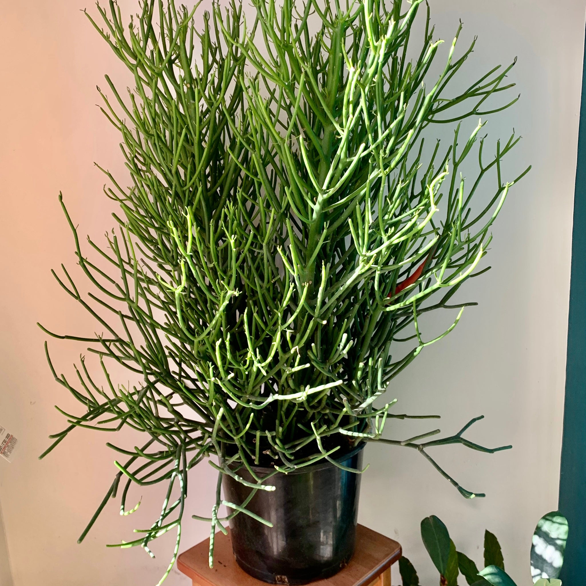 Pencil Cactus (Euphorbia Tirucalli) approximately 3tall in 10” pot