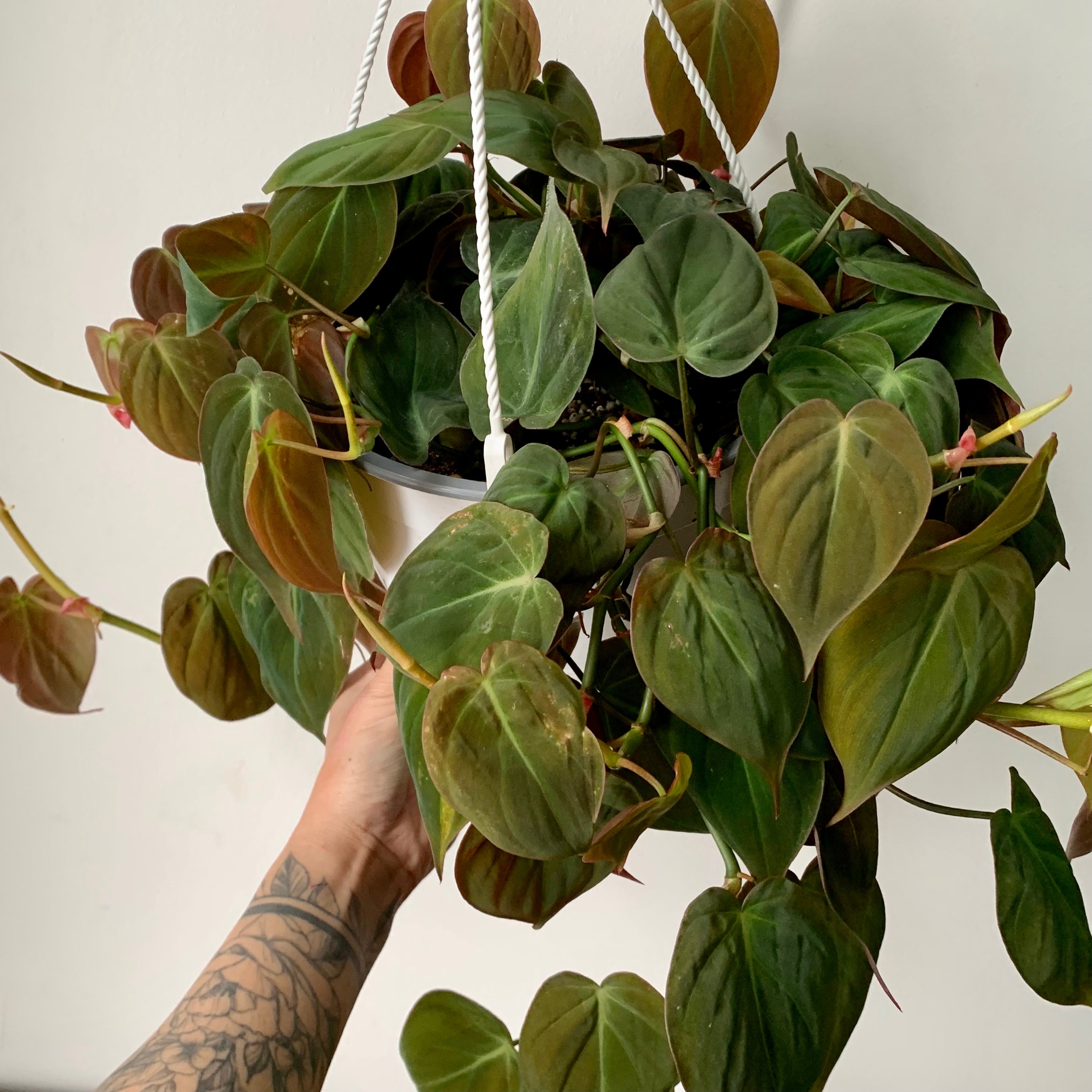 Philodendron “Micans” 8 hanging basket