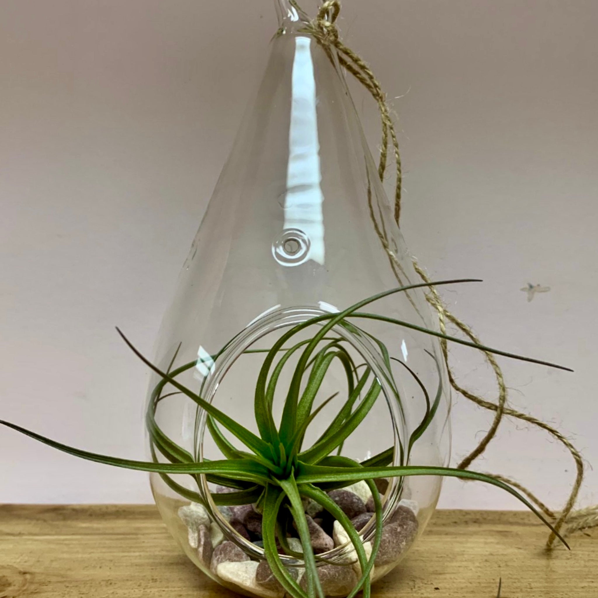 Decorative Glass Terrarium (3.5 wide)
