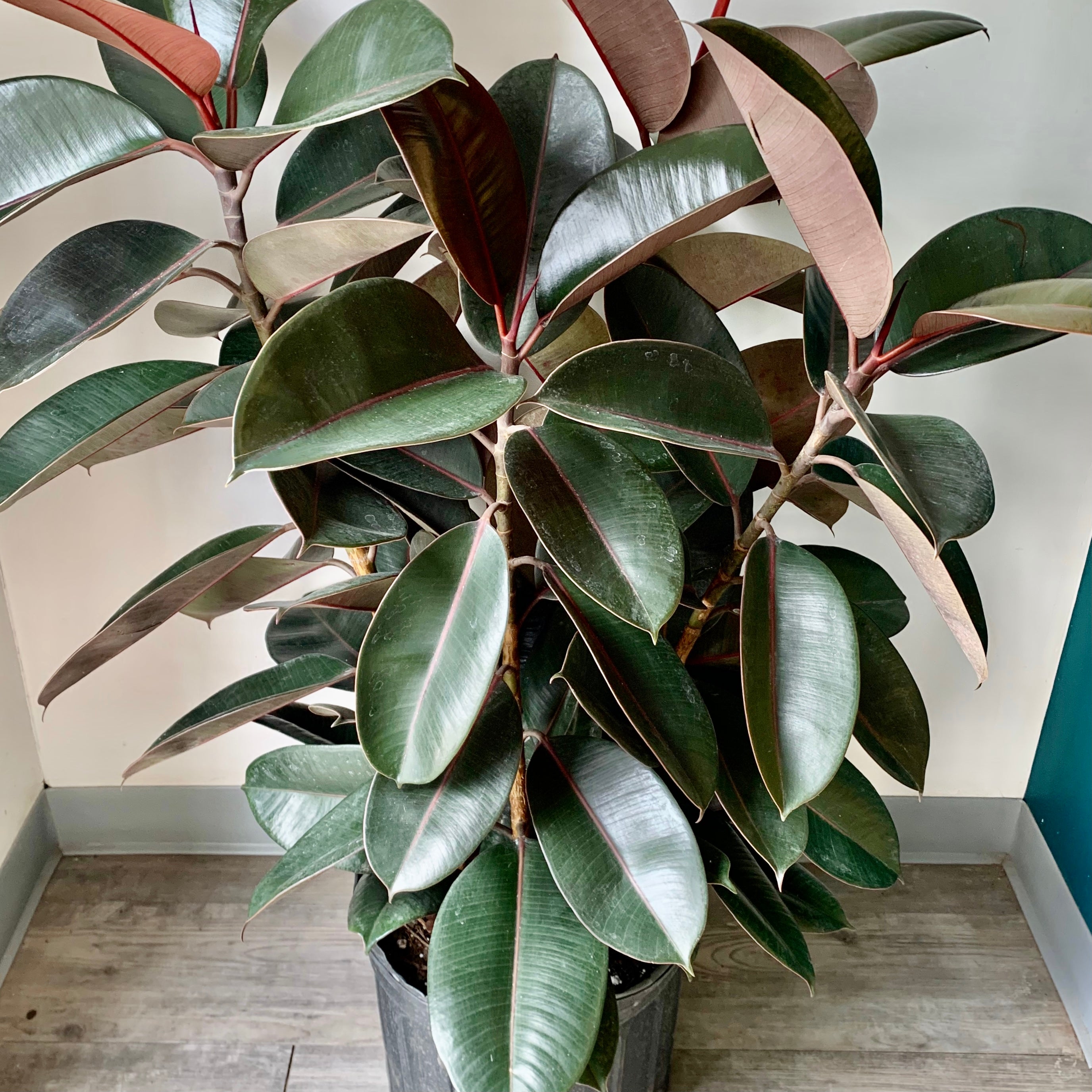 Burgundy Rubber Fig Column(Ficus Elastica) approximately 4ft tall in 14” pot