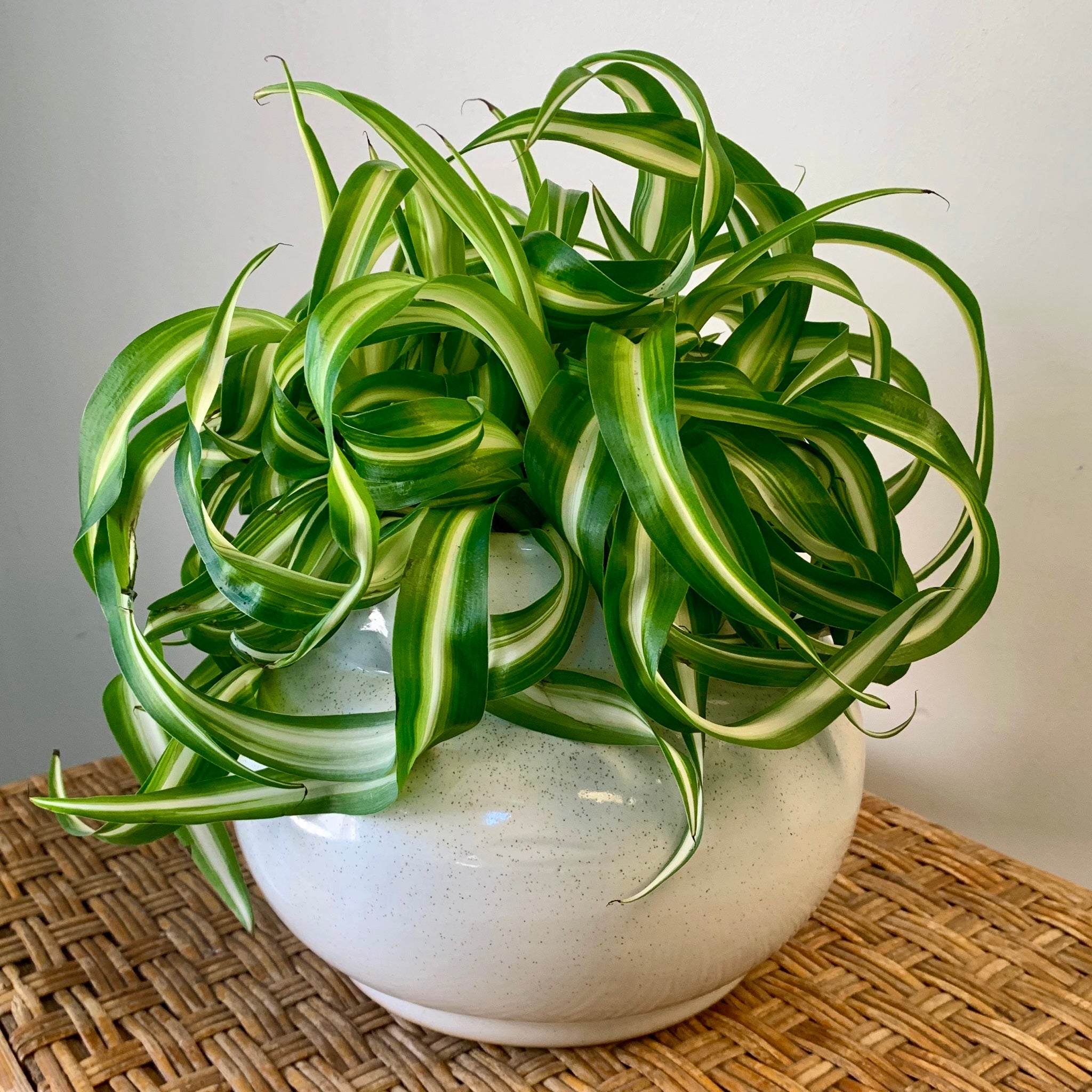 MILA Modern Bulbous Decorative Pot (4"X4.5")