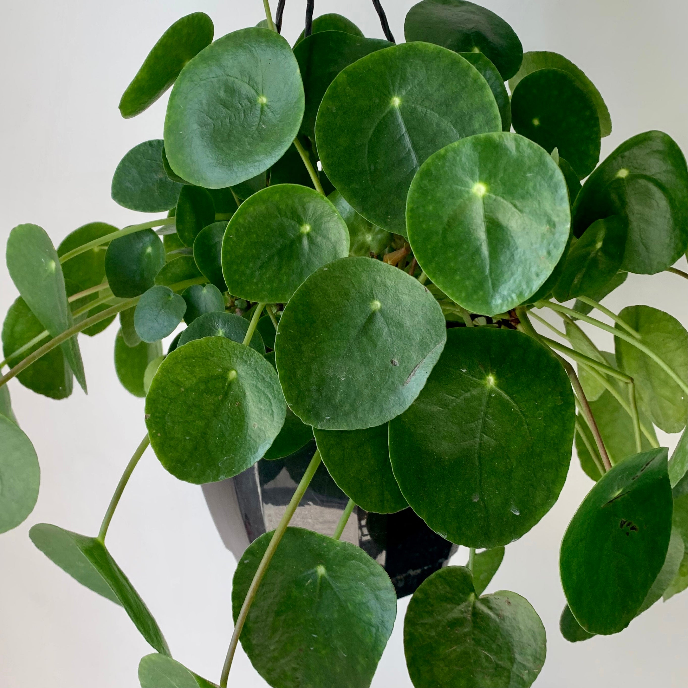 Chinese Money Plant (Pilea Peperomioides) 6”hanging basket